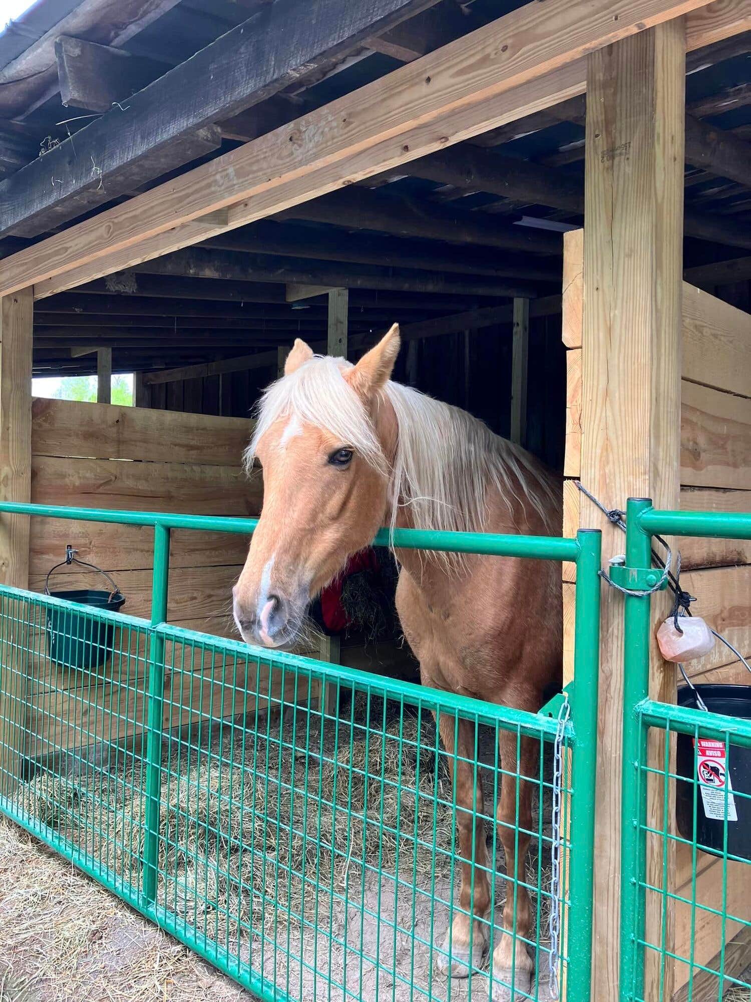 The Dyrt's photo of camping with a horse at Rock Bottom Horse Camp near Cumberland, KY