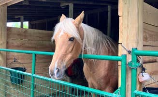 The Dyrt's photo of camping with a horse at Rock Bottom Horse Camp near Corbin, KY