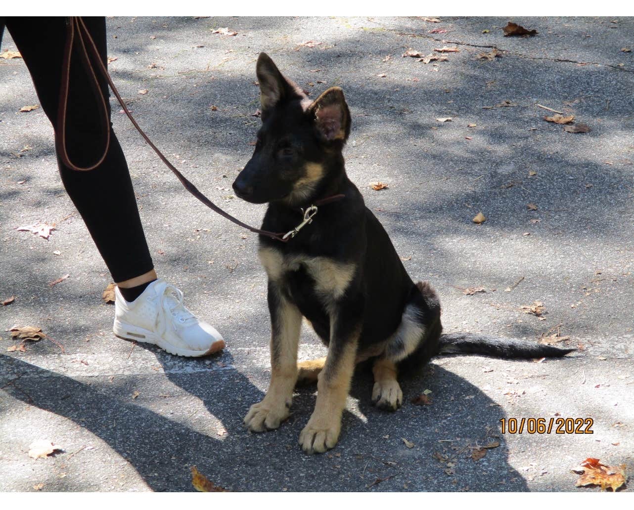 Mark K.'s photo of camping with pets at South Mountains State Park Family Campground near Pinehurst, NC