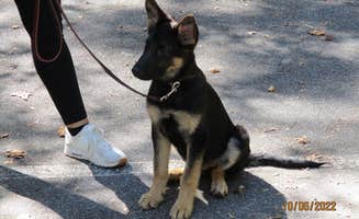 Mark K.'s photo of camping with pets at South Mountains State Park Family Campground near Pinehurst, NC