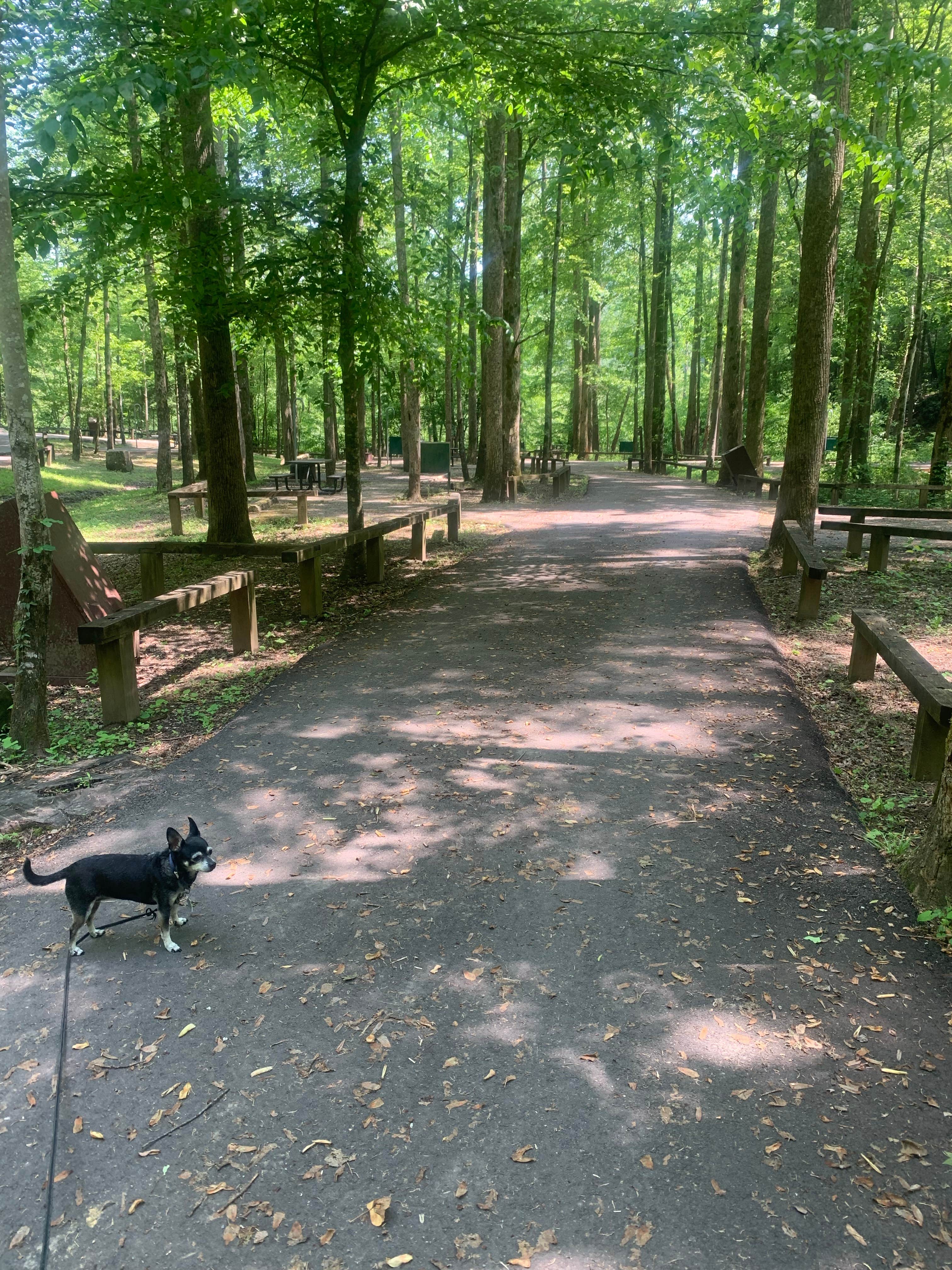 Michael W.'s photo of camping with pets at Rock Creek Campground — Obed Wild and Scenic River near Kingston, TN