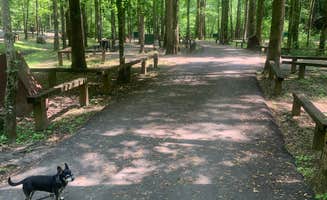 Michael W.'s photo of camping with pets at Rock Creek Campground — Obed Wild and Scenic River near Kingston, TN