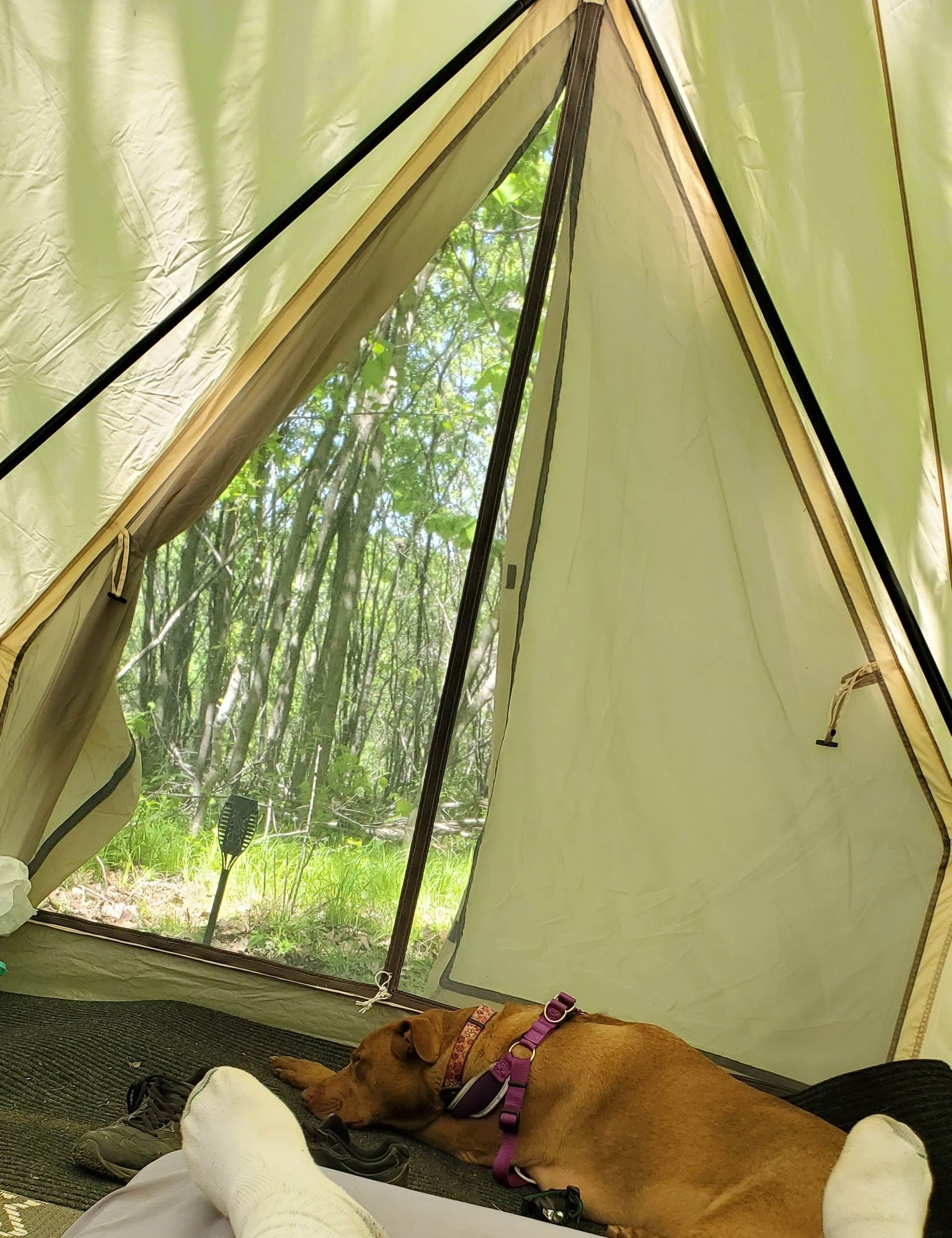 Mike L.'s photo of tent camping at Aefintyr near Spring Valley, MN