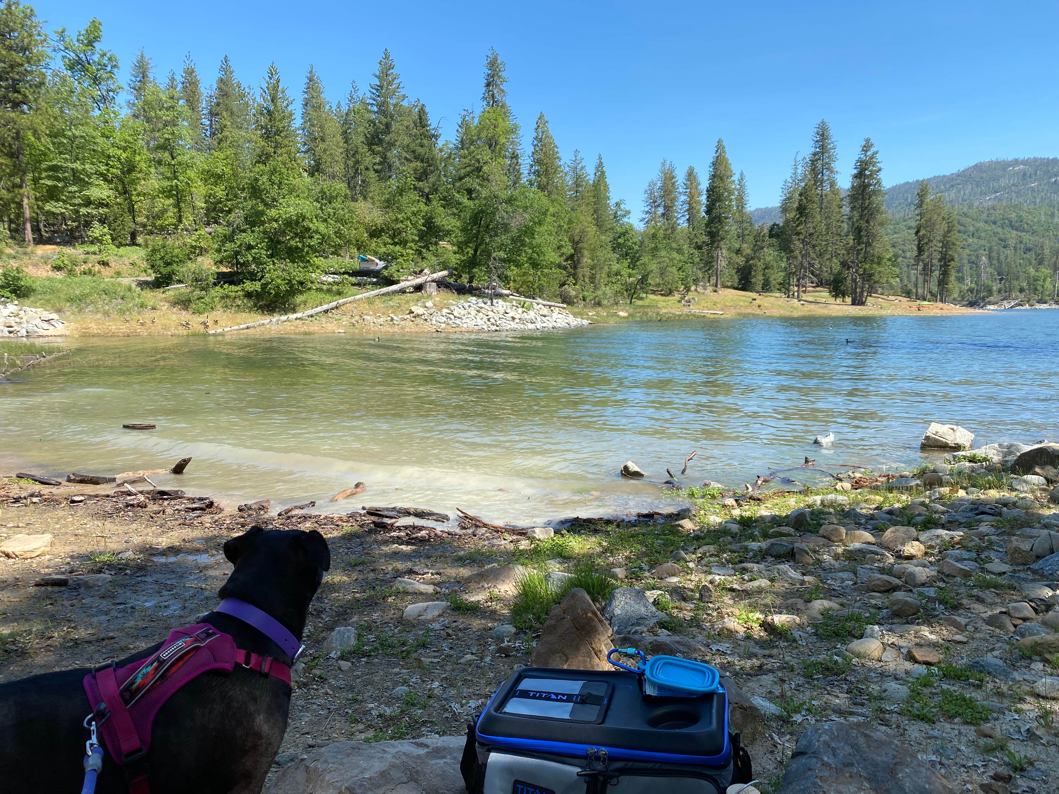 Troy L.'s photo of camping with pets at Spring Cove Campground near Raymond, CA