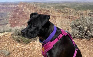Troy L.'s photo of camping with pets at Desert View Campground — Grand Canyon National Park near Cameron, AZ