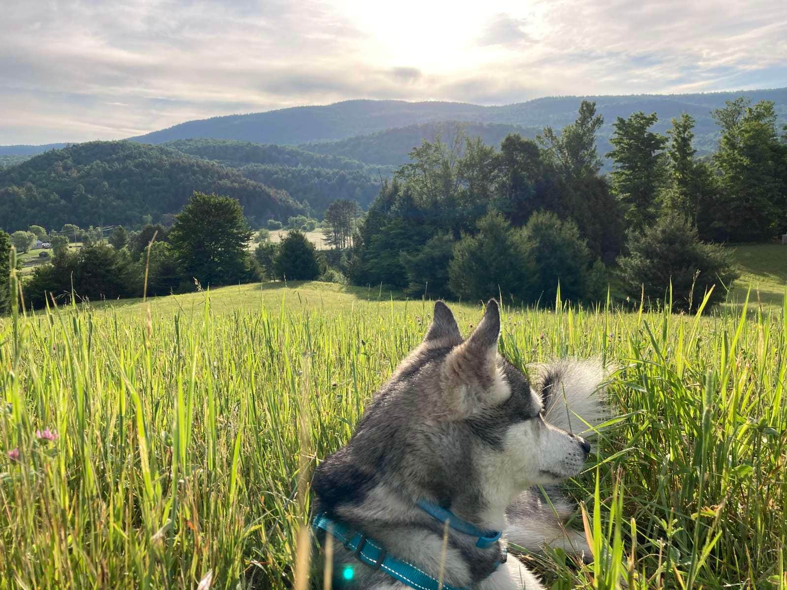 Dianne C.'s photo of camping with pets at Black Creek's Maple Retreat Cabin near Swanton, VT