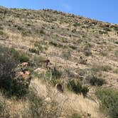 Review photo of Rattlesnake Canyon - Backcountry Camping — Carlsbad Caverns National Park by Crystal C., October 11, 2018