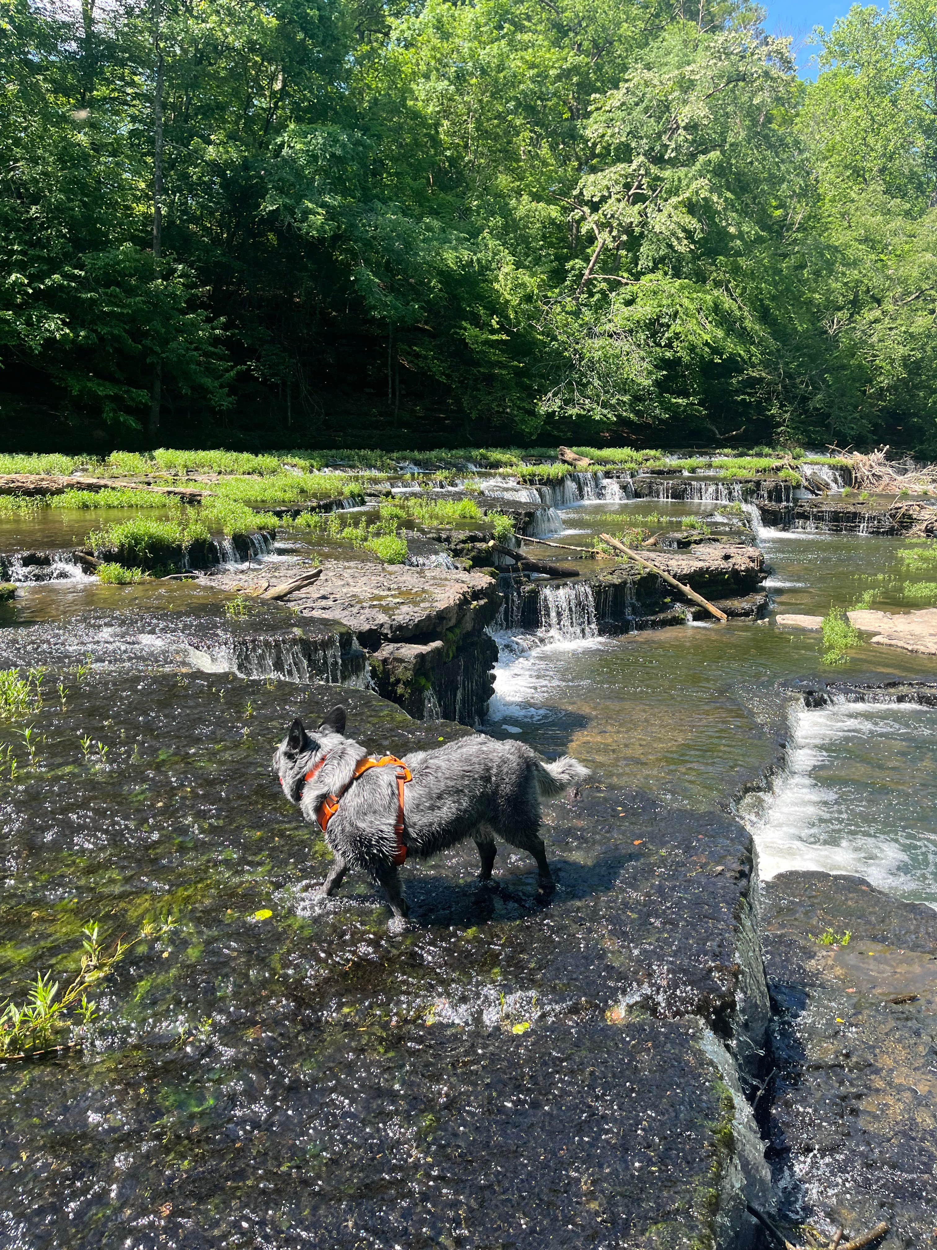 Blake M.'s photo of camping with pets at Old Stone Fort State Archaeological Park near Pocahontas, TN