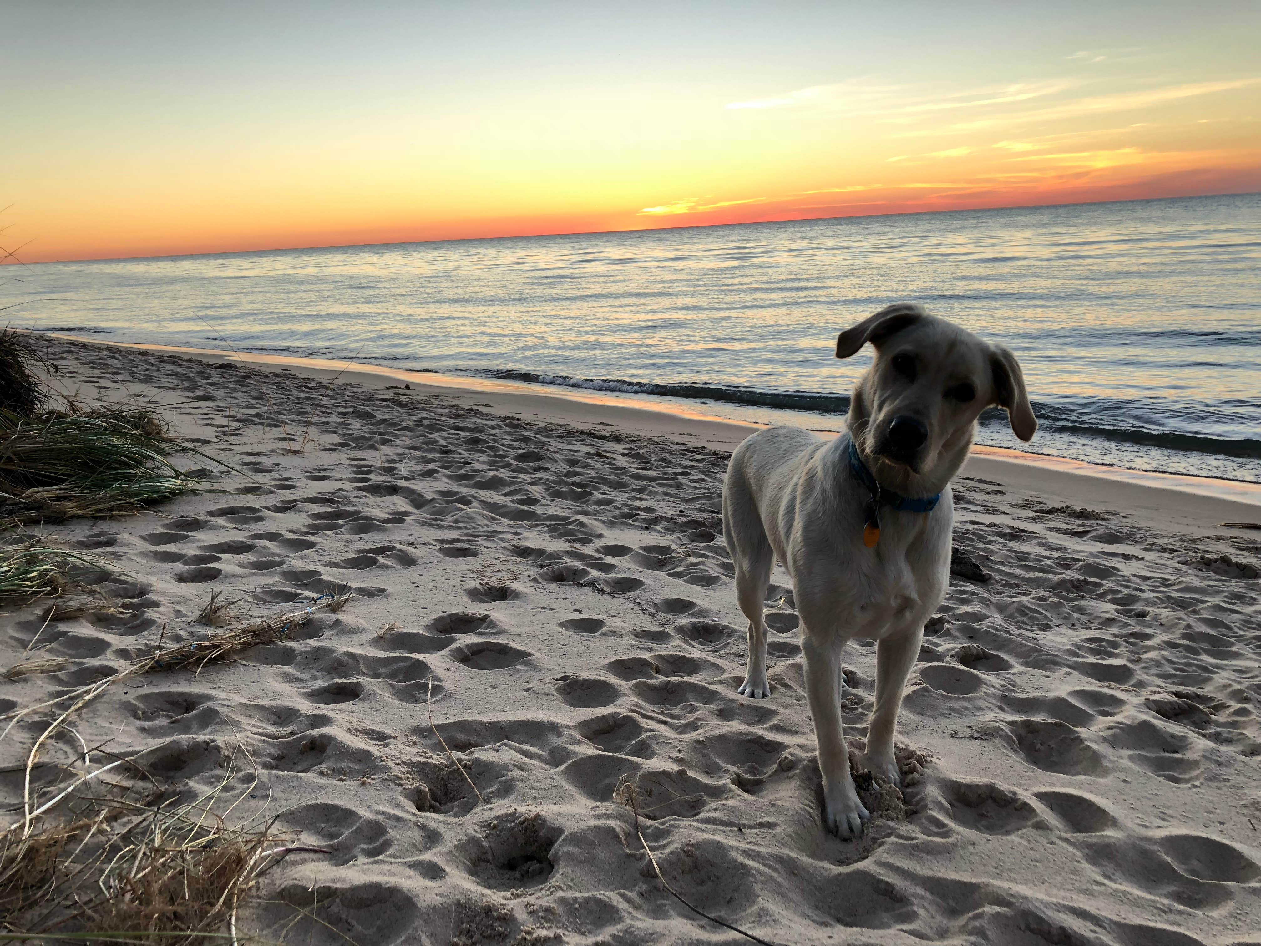Clair M.'s photo of camping with pets at Lake Michigan Recreation Area near Free Soil, MI