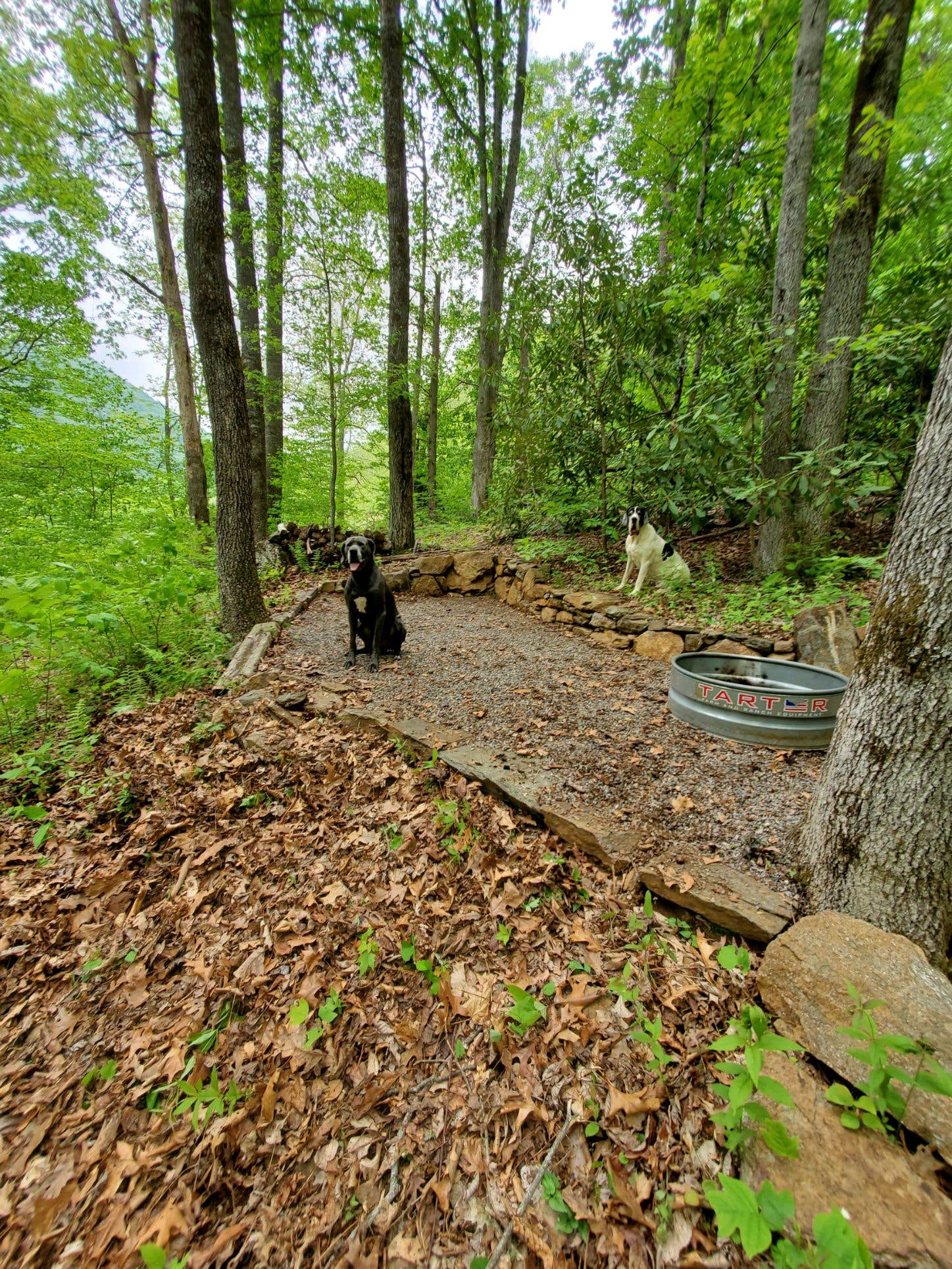 Dave M.'s photo of camping with pets at Kamp Gigi near Canton, NC