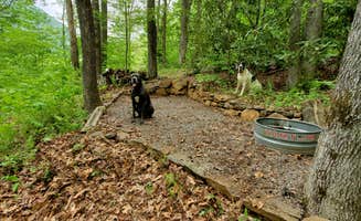 Dave M.'s photo of camping with pets at Kamp Gigi near Brevard, NC