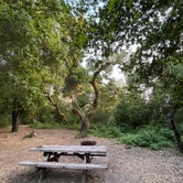Review photo of Henry Cowell Redwoods State Park by Elisa C., May 23, 2023