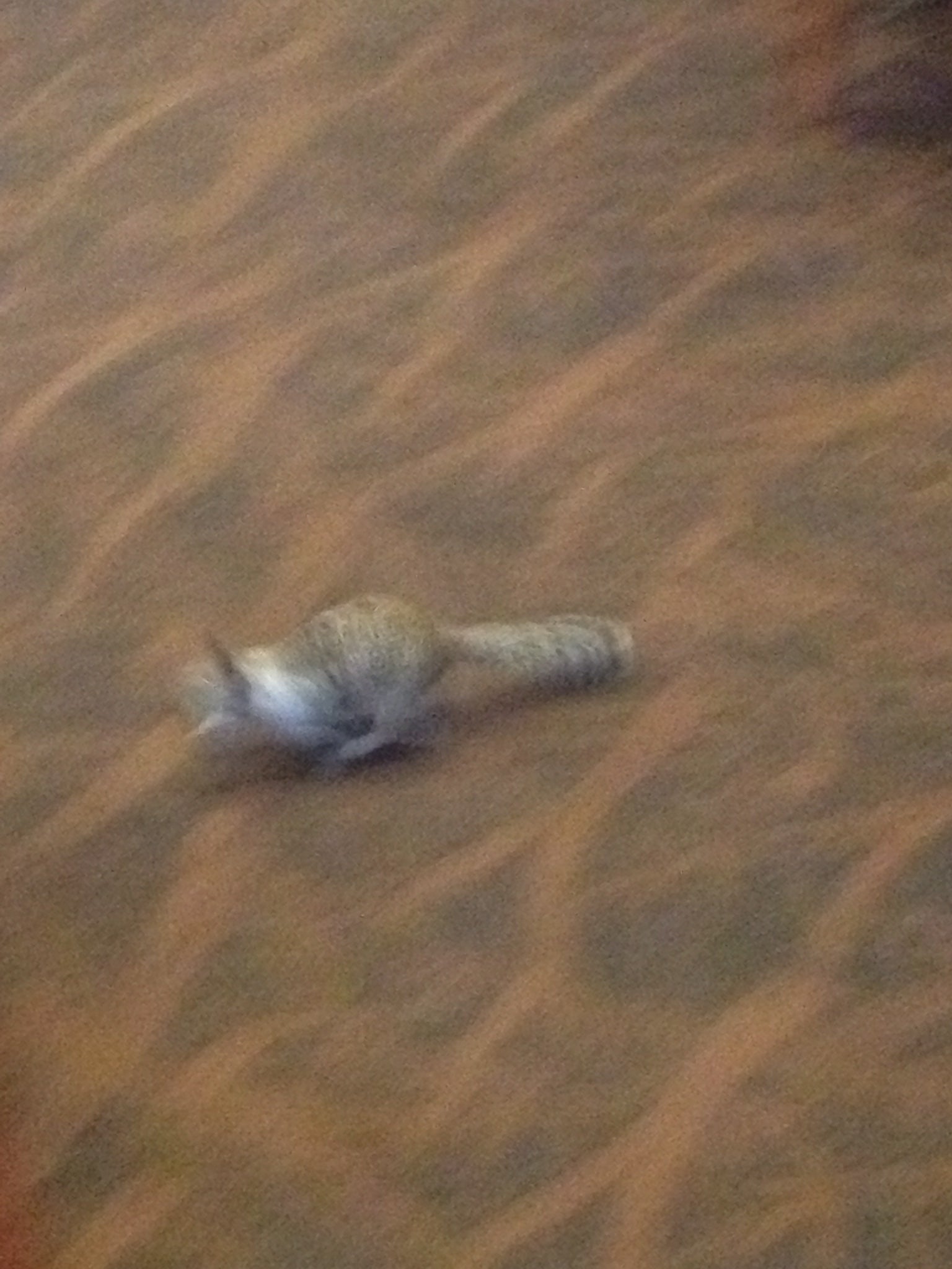 Squirrel inside the hotel