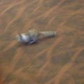 Review photo of Upper Pines Campground — Yosemite National Park by Andy H., October 12, 2018