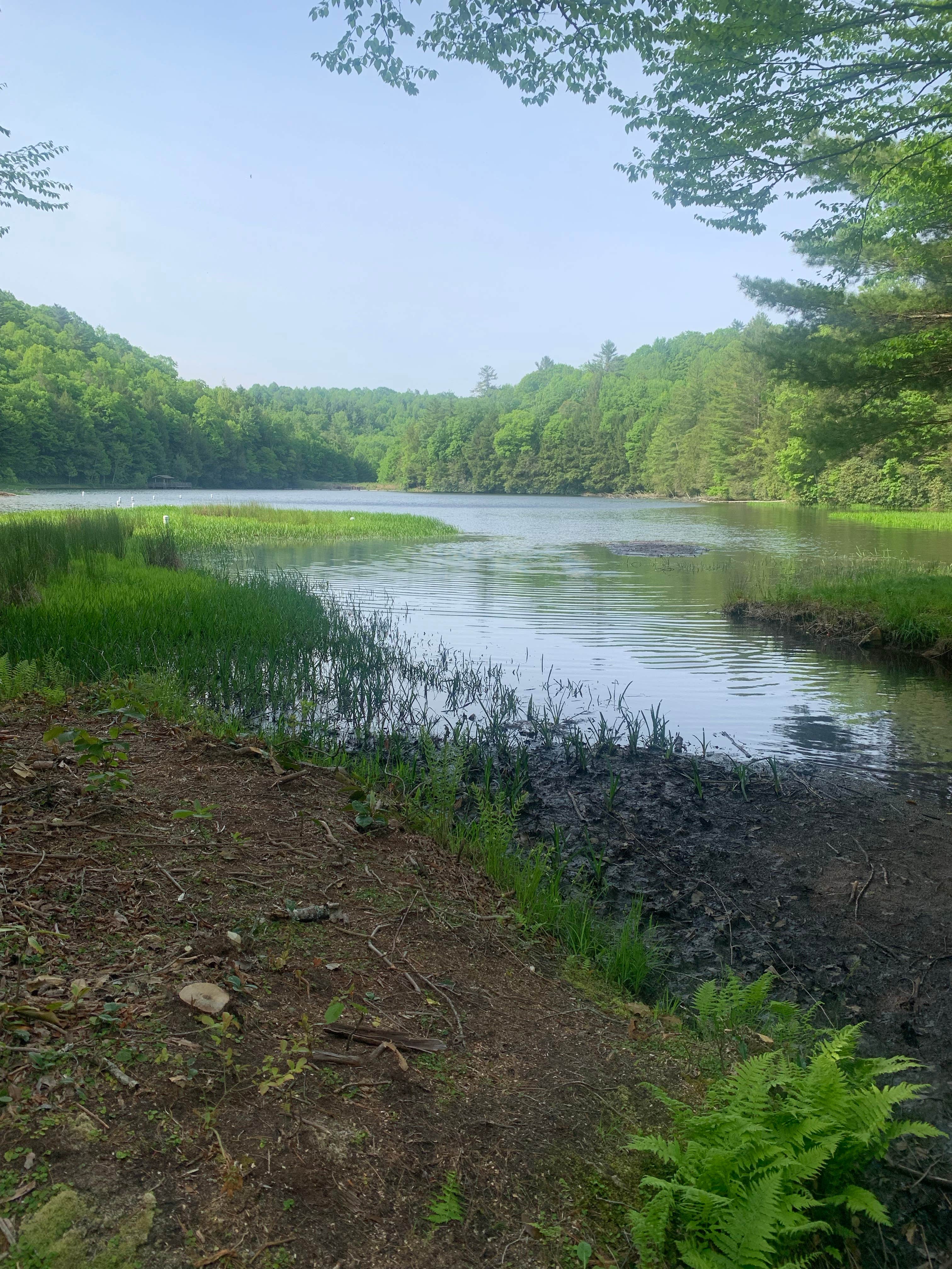 Camper-submitted photo at Jefferson National Forest Beartree Campground near Laurel Bloomery, TN