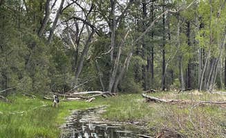 Brad P.'s photo of camping with pets at El Caso near Alpine, AZ