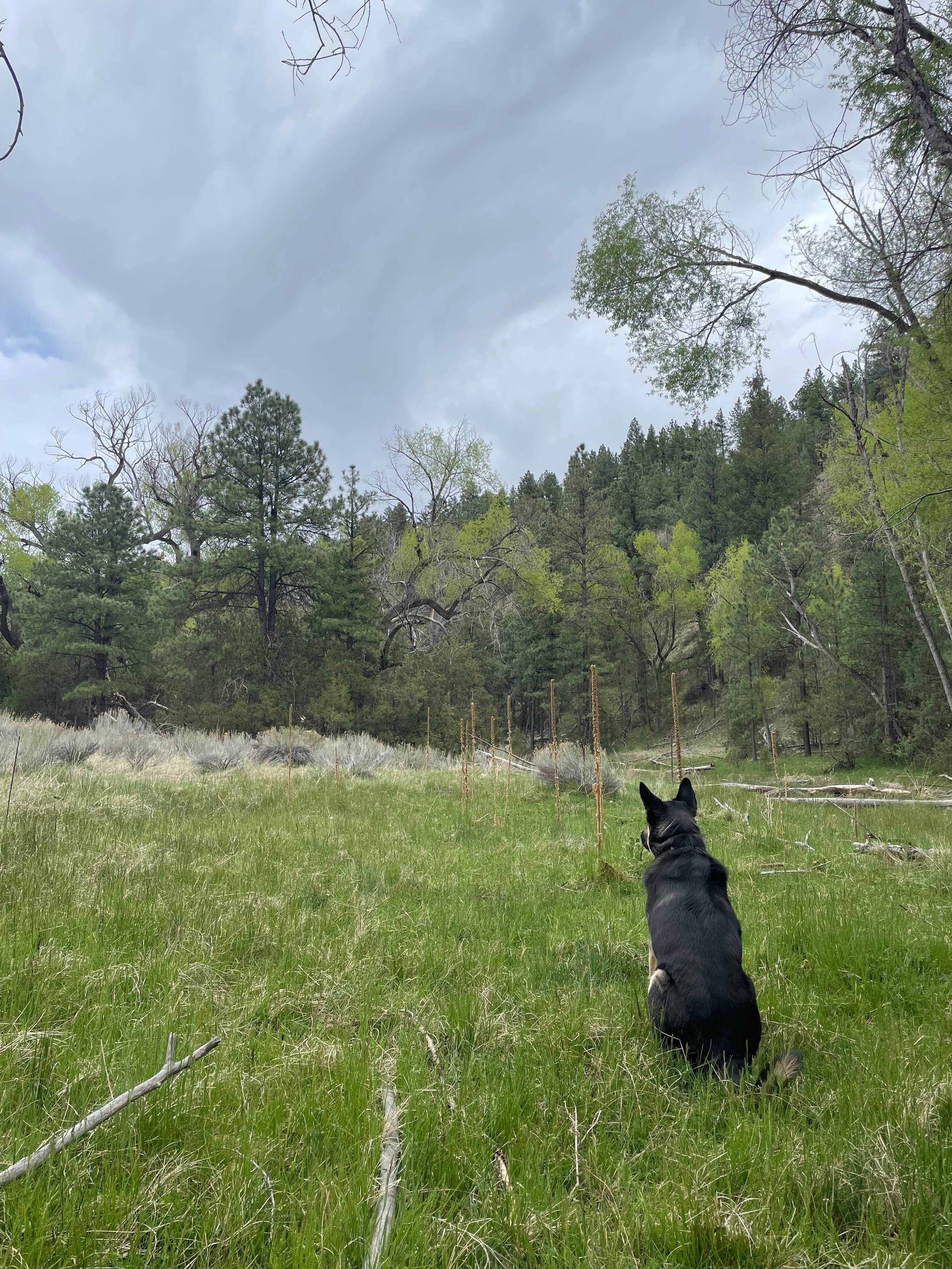 Brad P.'s photo of camping with pets at El Caso near Quemado, NM