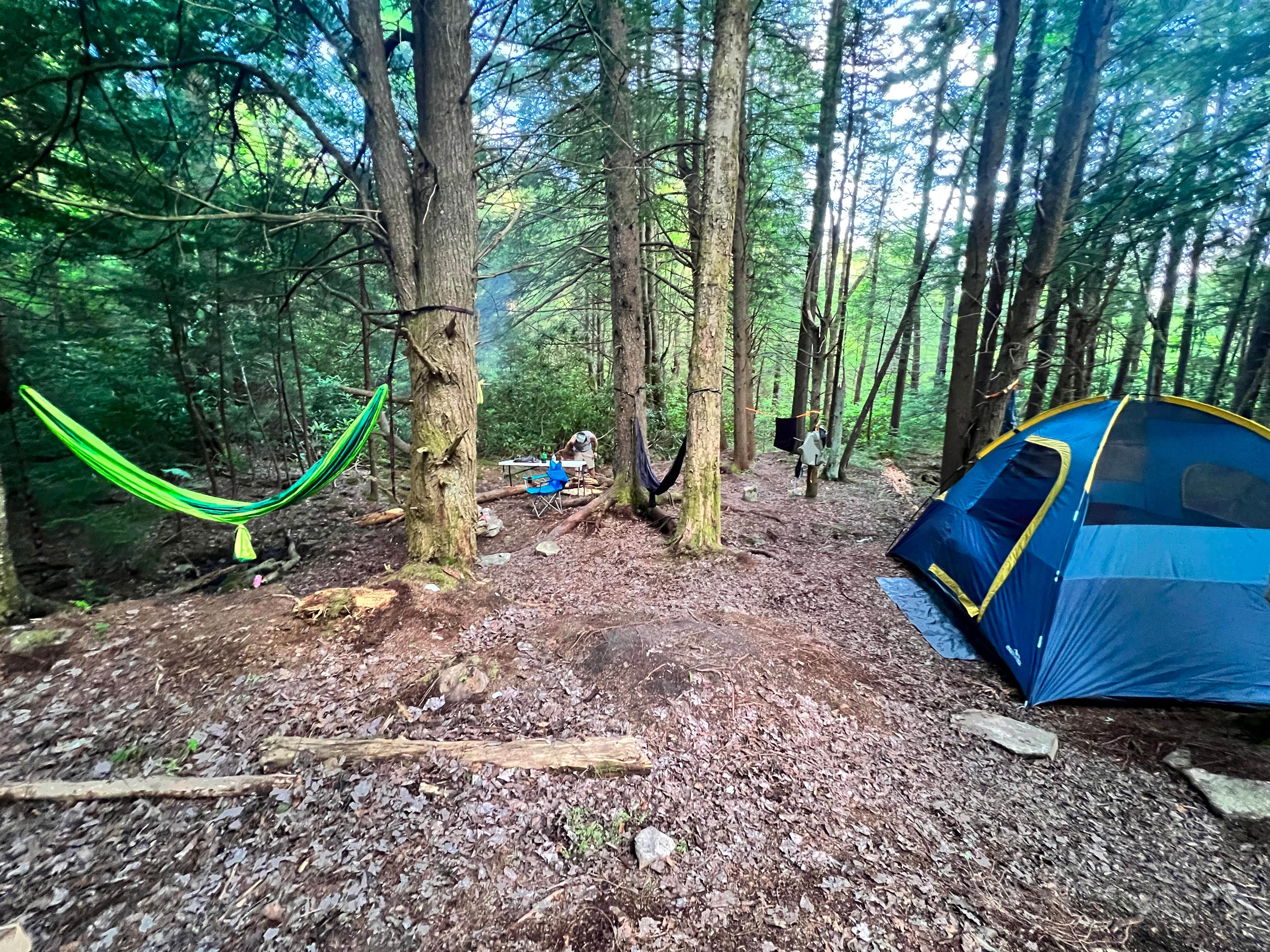 Maegen C.'s photo at Canaan Loop Road Dispersed near Hendricks, WV
