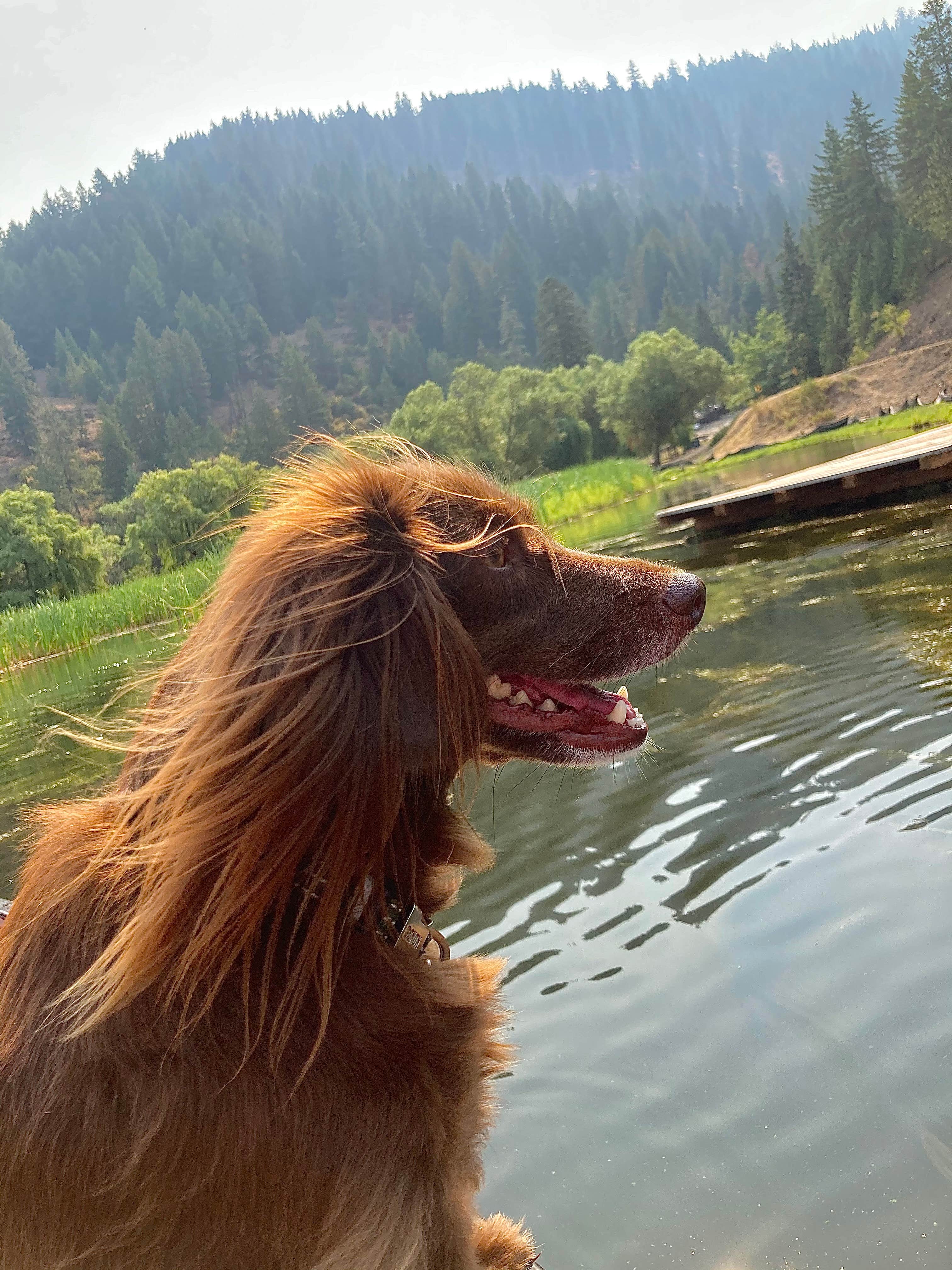 Matthew T.'s photo of camping with pets at Camp Coeur D Alene near Coeur d'Alene, ID