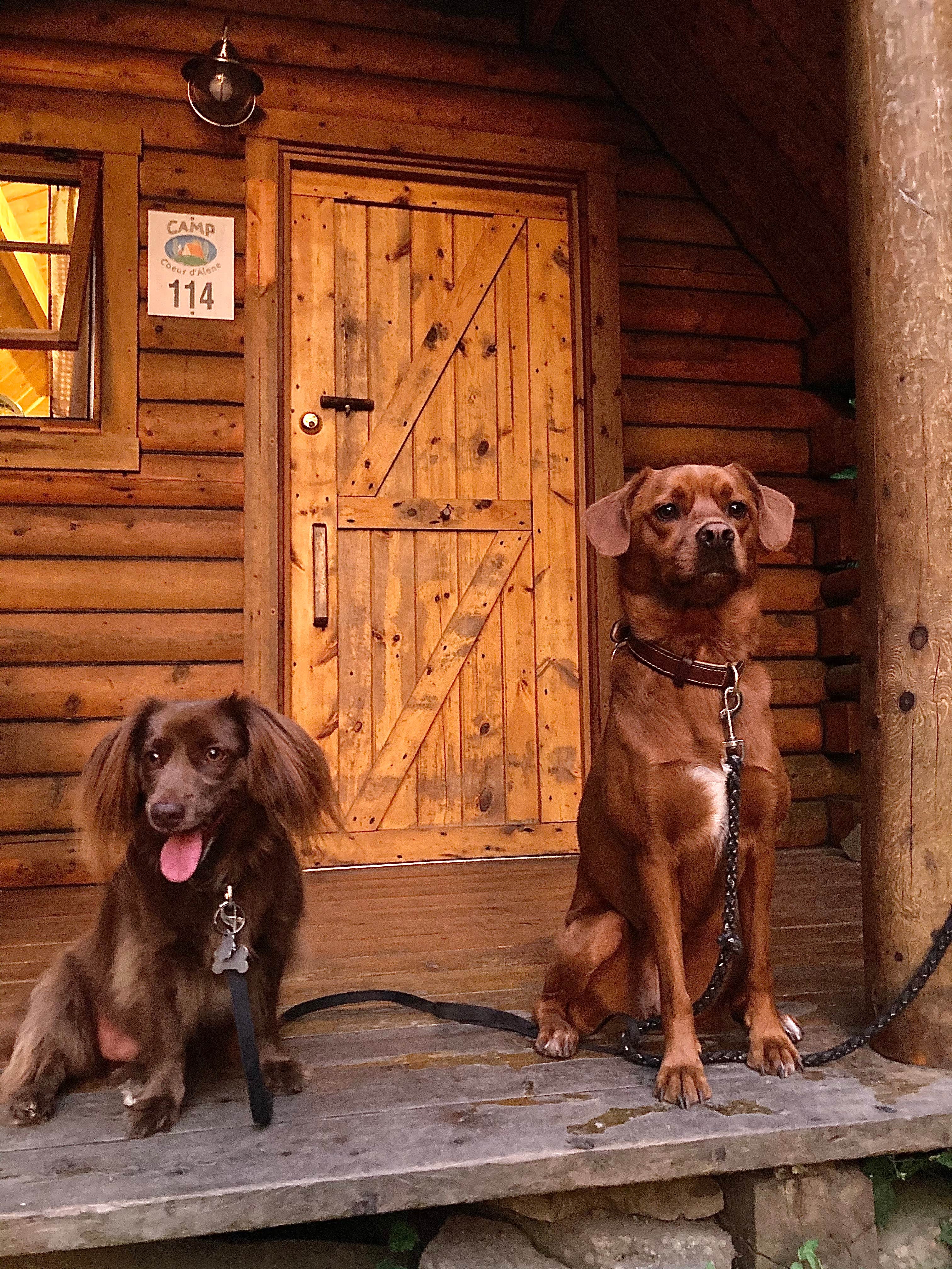 Matthew T.'s photo of camping with pets at CampCDA near Rathdrum, ID