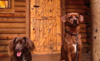 Matthew T.'s photo of camping with pets at CampCDA near Rathdrum, ID
