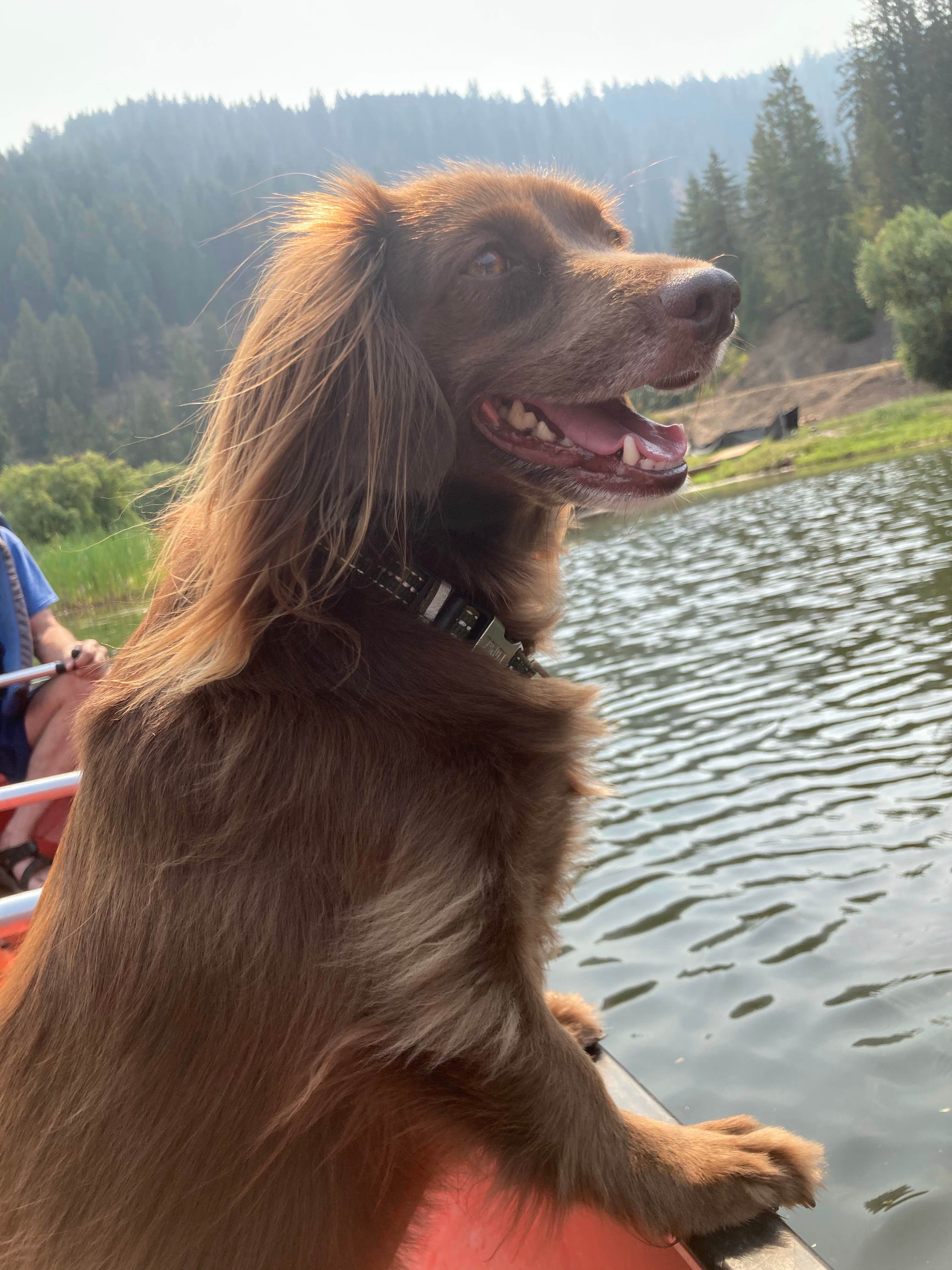Matthew T.'s photo of camping with pets at CampCDA near Wallace, ID