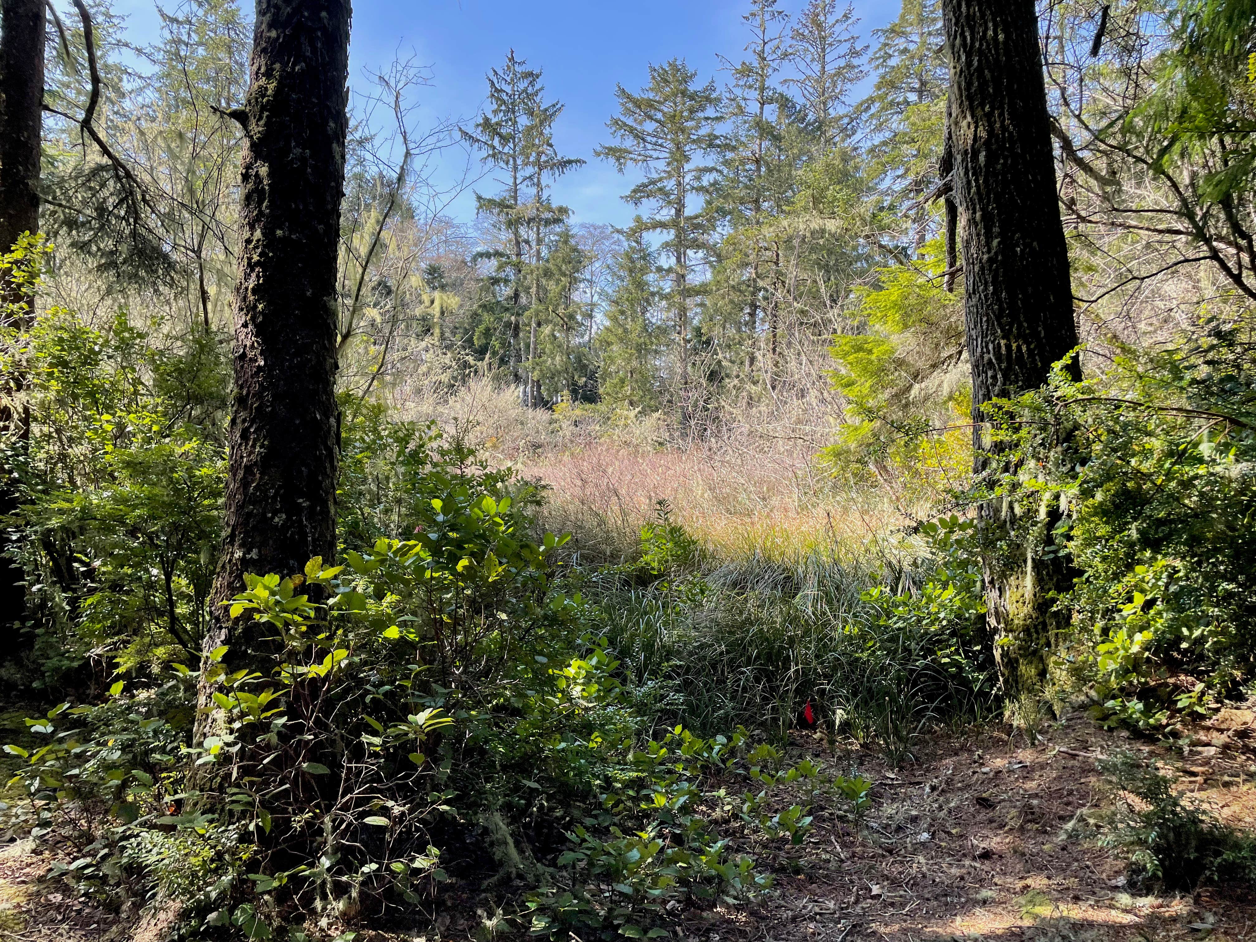 Camper-submitted photo at Wandering Elk near Westport, WA