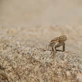 Review photo of Hidden Valley Campground — Joshua Tree National Park by Ben R., May 23, 2023