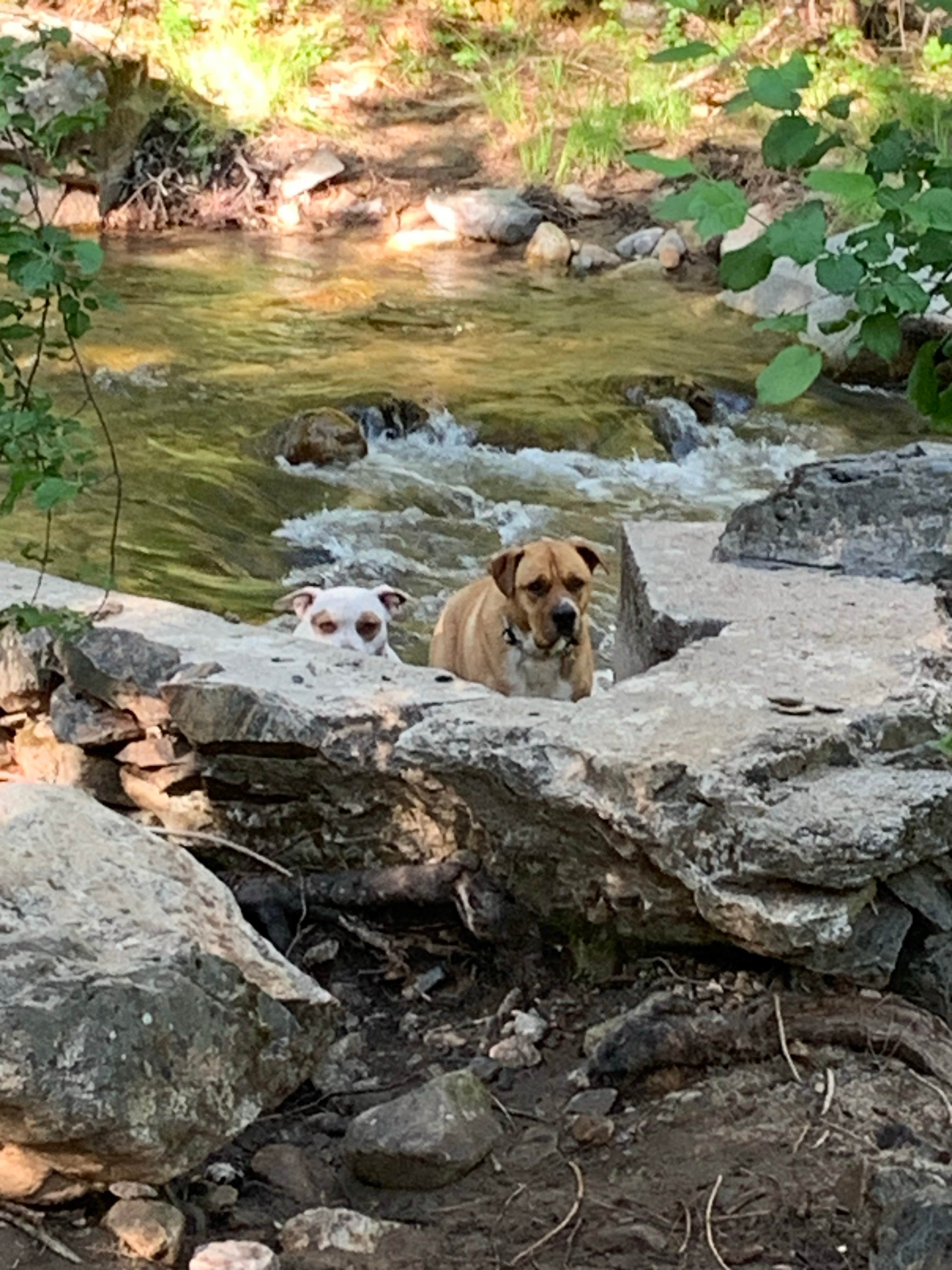 Camper-submitted photo at River Ranch Campground near Cedar Ridge, CA
