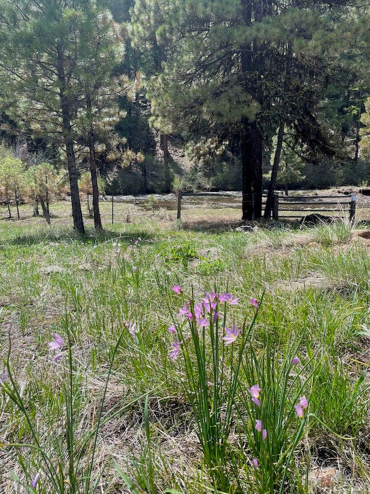 Camper-submitted photo at Deep Creek near Central Oregon