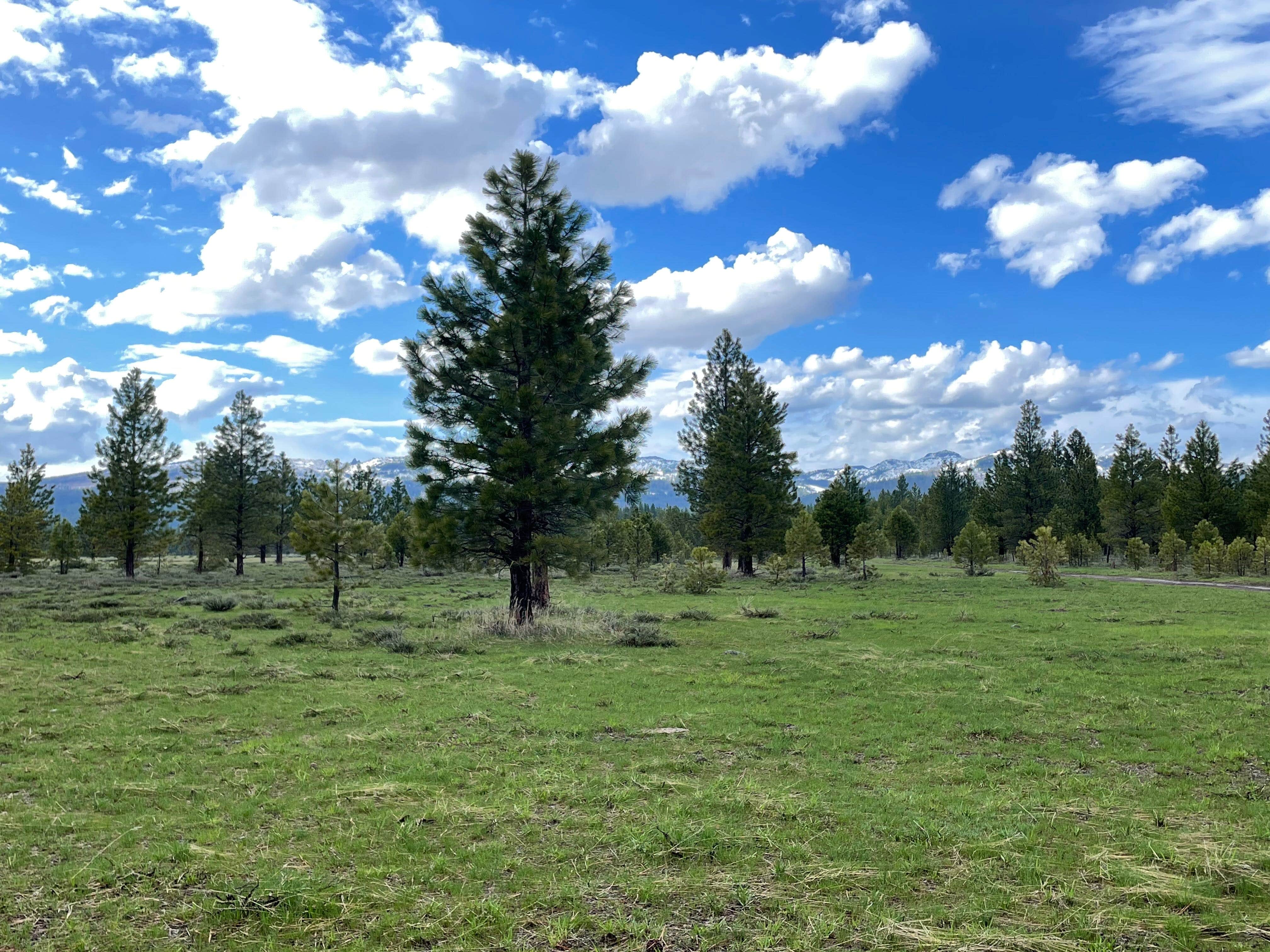 Camping near Fopian Campground: Big Creek, Malheur National Forest, Oregon