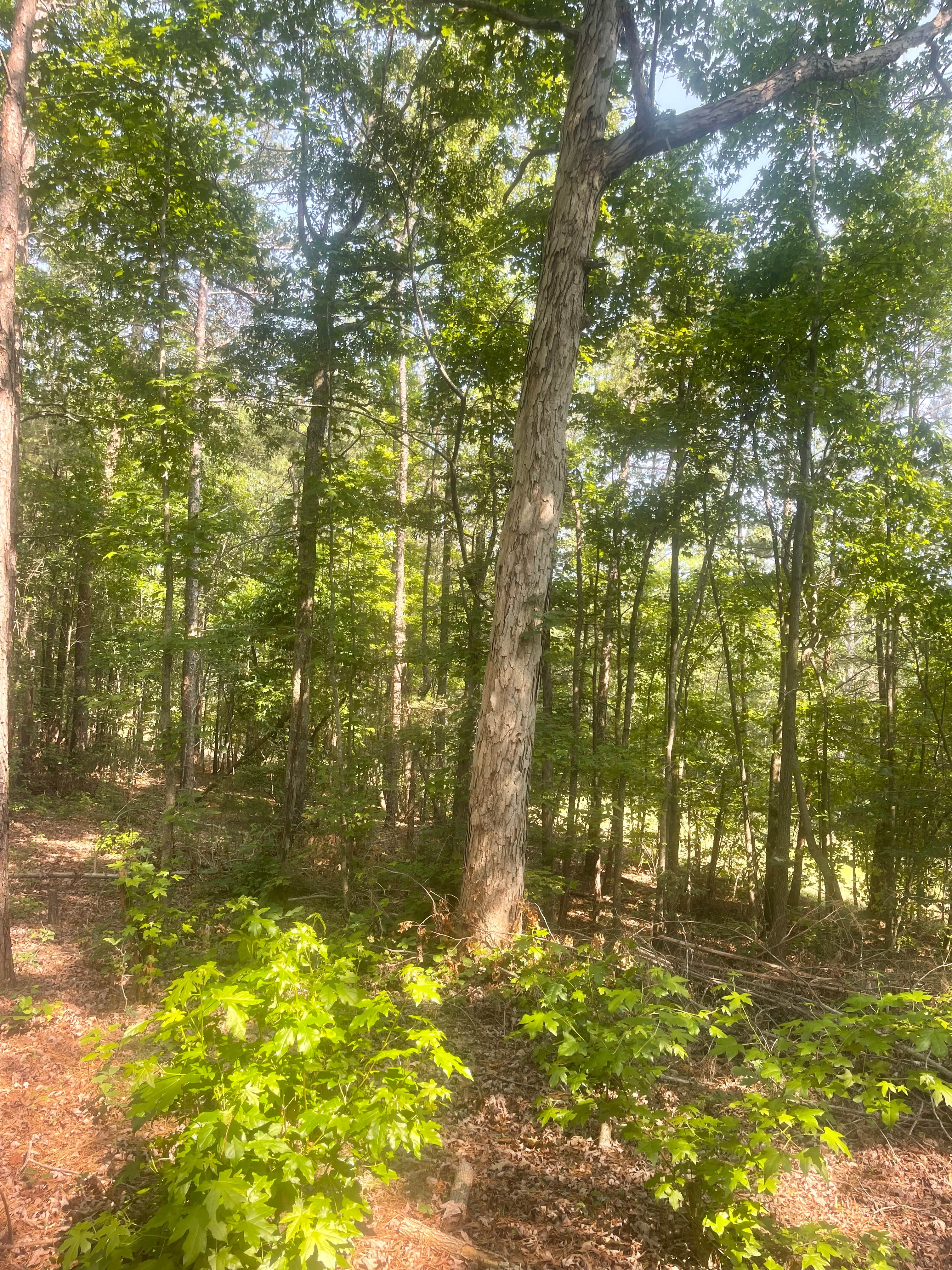 Camping near Hoppin Horse Farm RV site: Whispering Pines, Fair Play, South Carolina