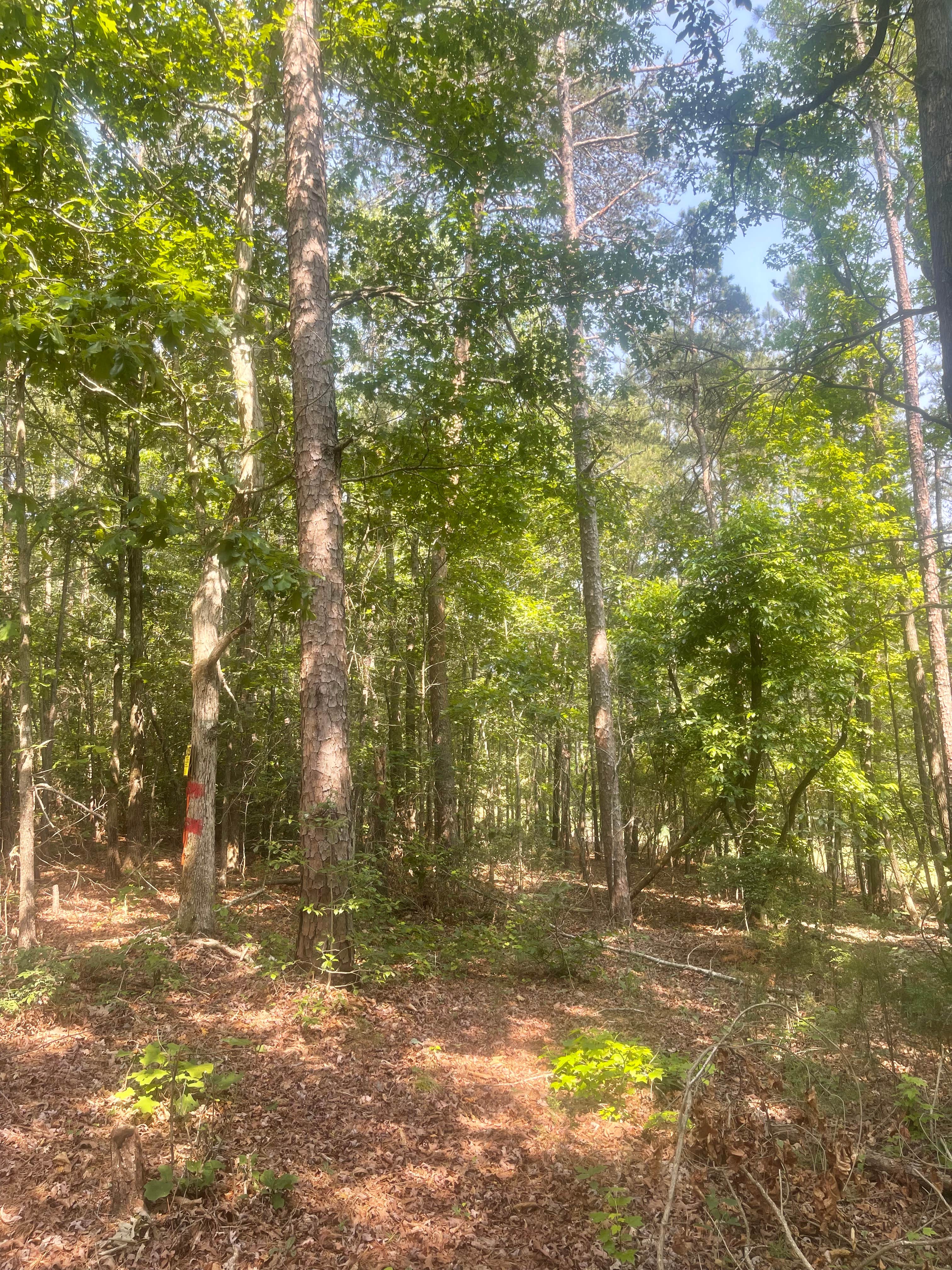 Camper-submitted photo at Whispering Pines near Hartwell, GA