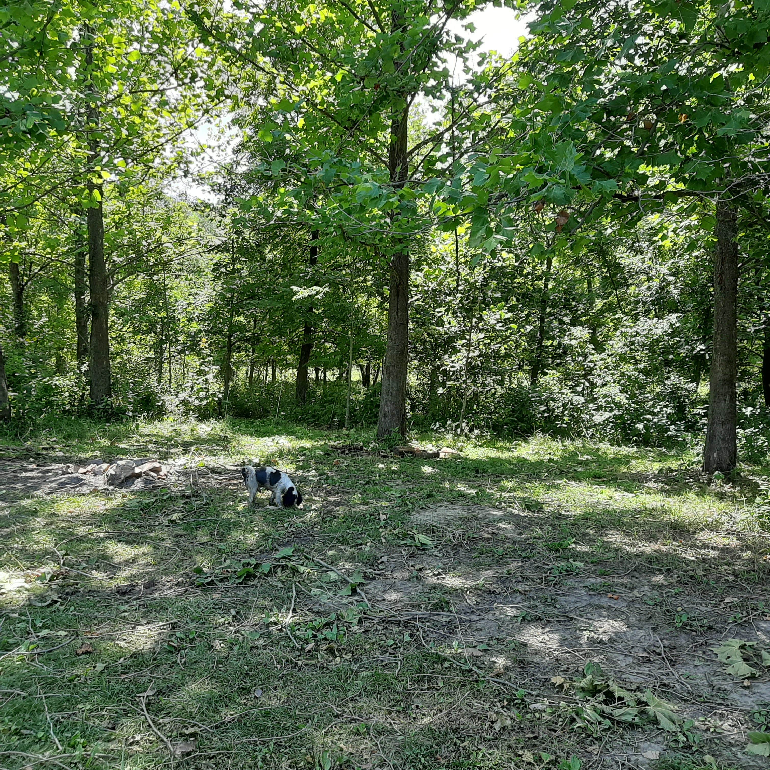 Suzan E.'s photo of camping with pets at Draco Hill Farm and Prairie near North Liberty, IA