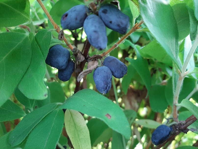 Camper-submitted photo at Draco Hill Farm and Prairie near West Liberty, IA