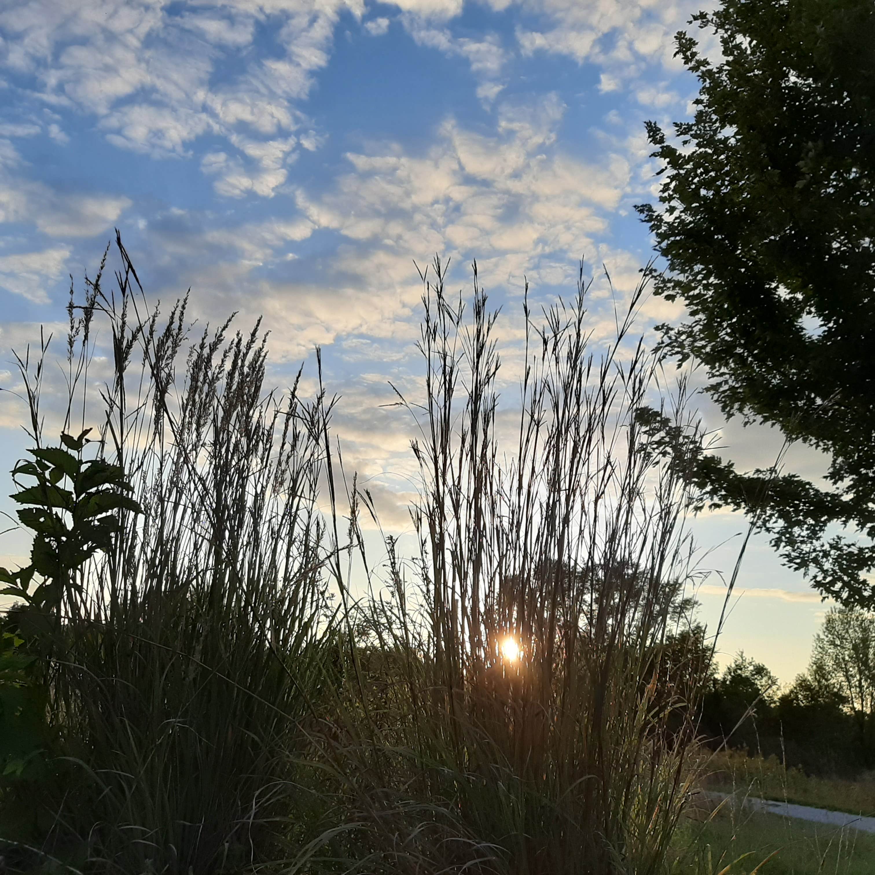 Camper-submitted photo at Draco Hill Farm and Prairie near West Liberty, IA