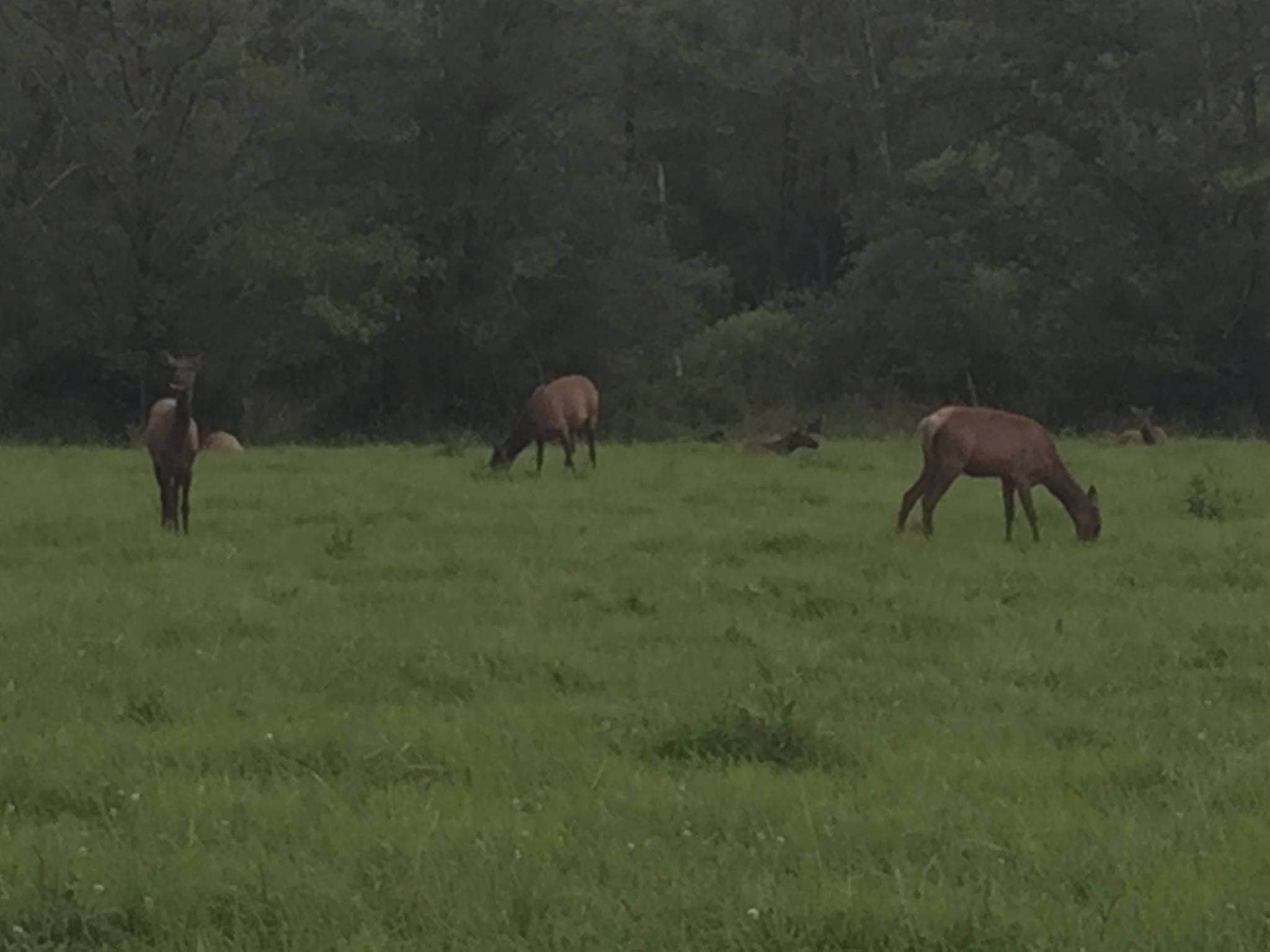Camper-submitted photo at Mueller State Park Campground near Fairplay, CO