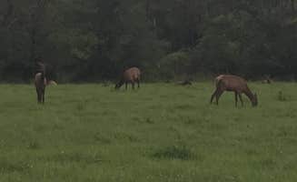 Rachel B.'s photo of camping with a horse at Mueller State Park Campground near Littleton, CO