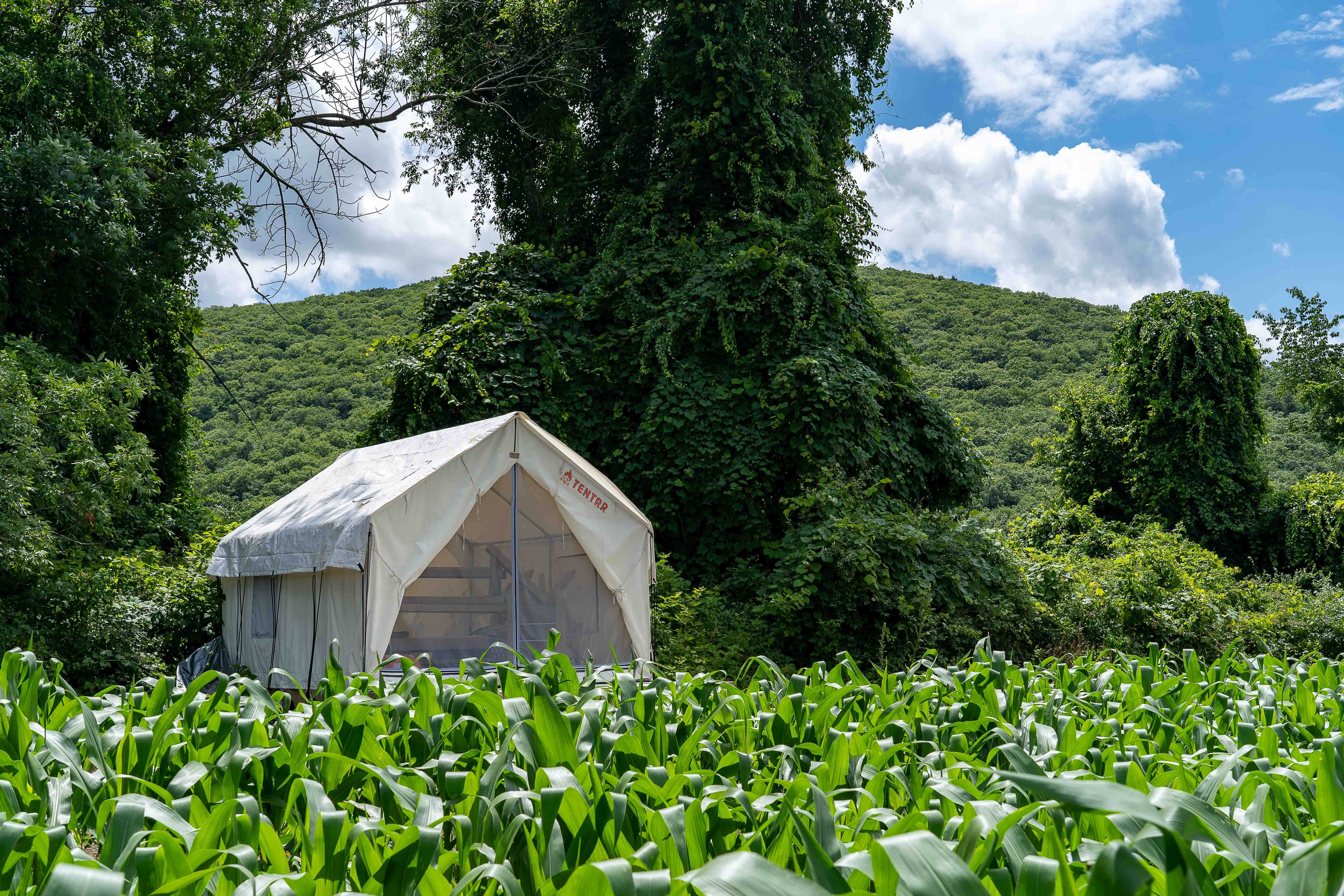 The Dyrt's photo at Tentrr State Park Site - NY Taconic State Park: High Valley Rd Site C near Ashley Falls, MA