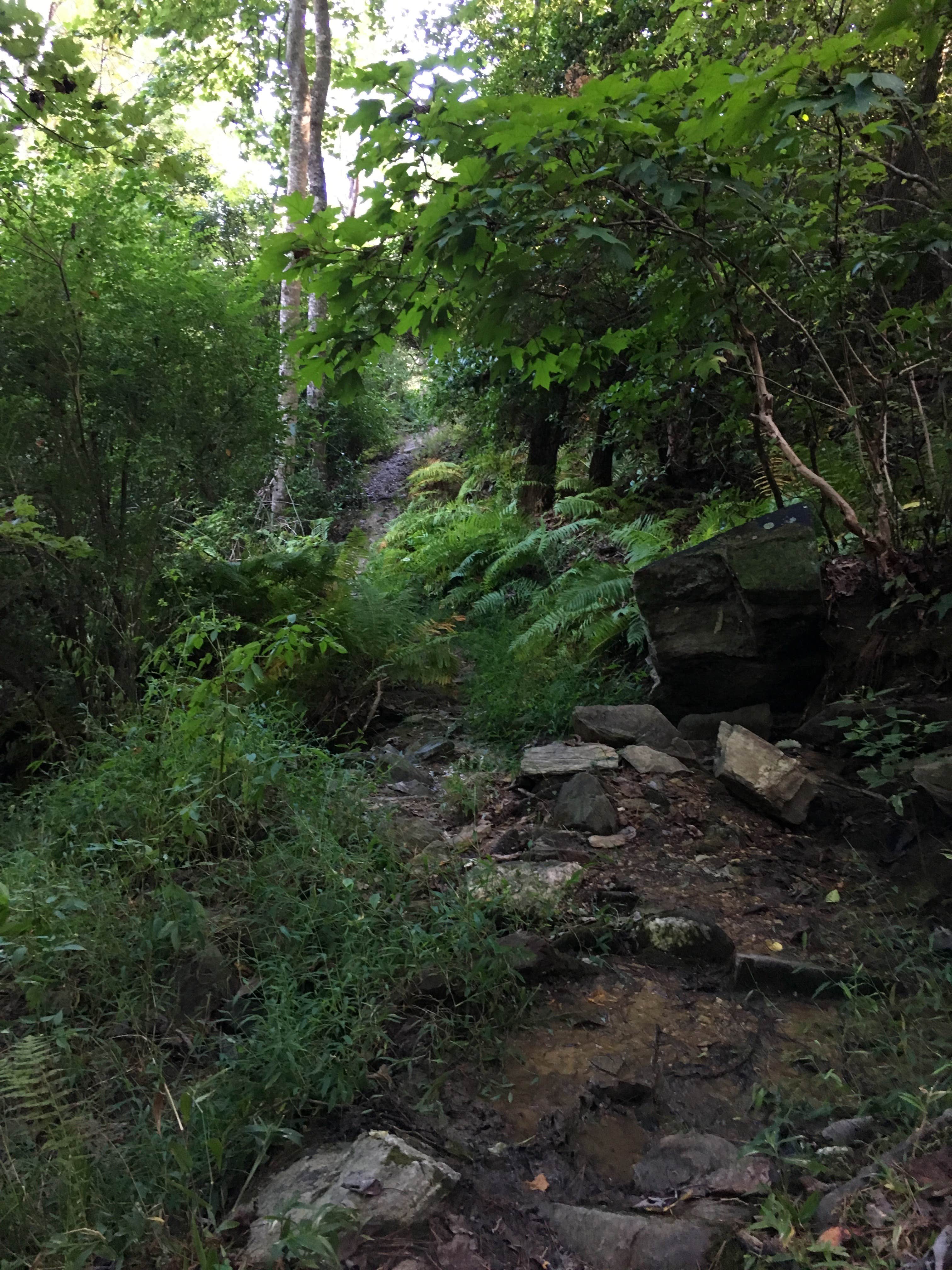 Camper-submitted photo at Blue Mountain Shelter - on the AT near Weaver, AL