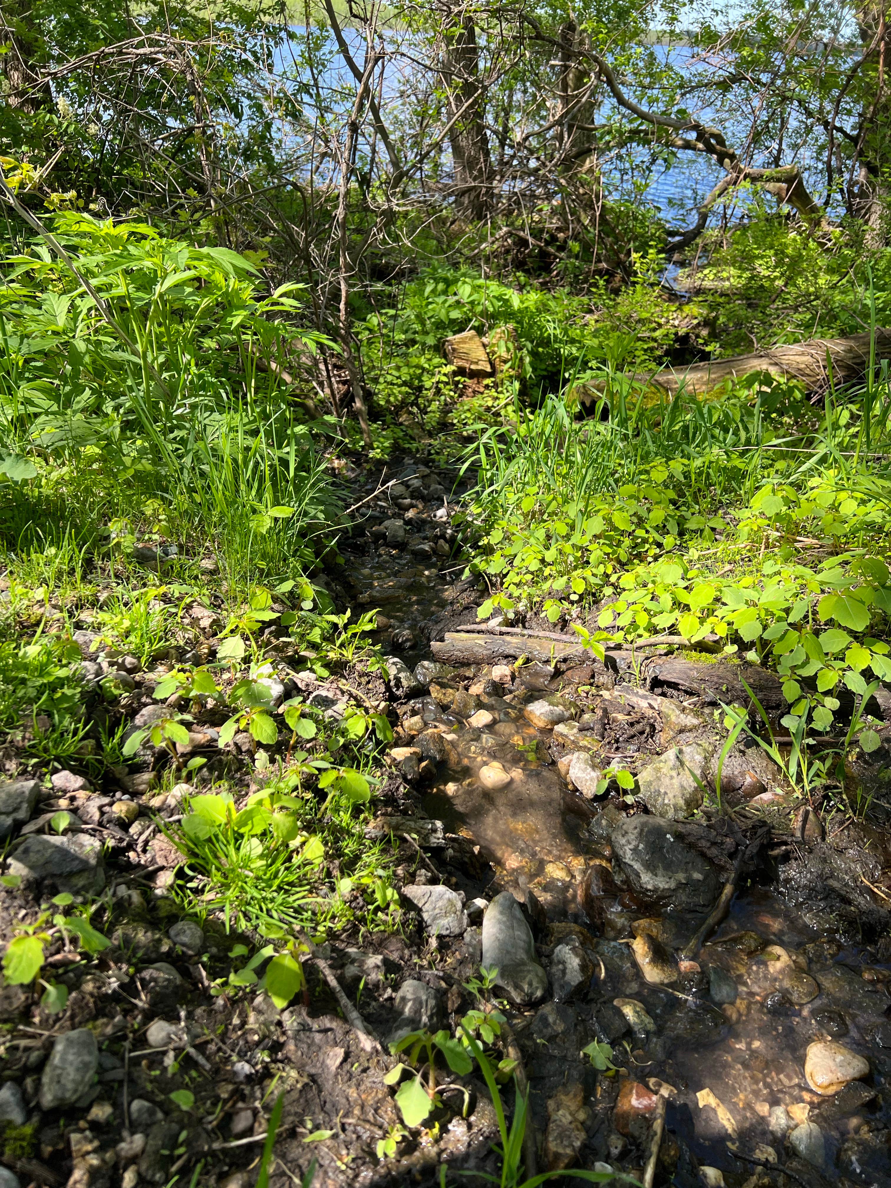 Camper submitted image from Lac qui Parle Upper Campground — Lac qui Parle State Park - 3