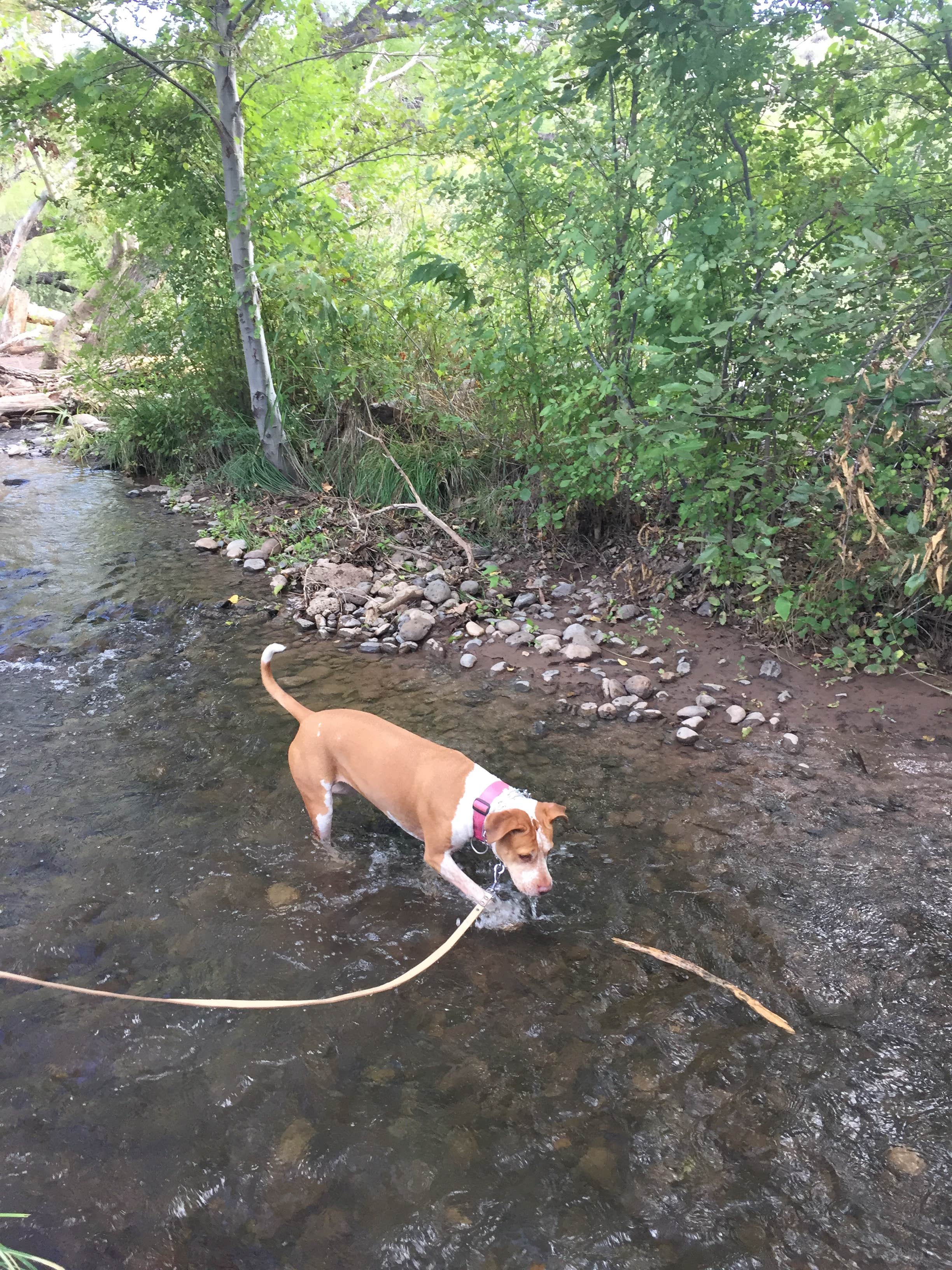 Elizabeth C.'s photo of camping with pets at Clear Creek Campground near Strawberry, AZ
