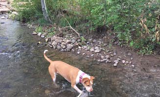 Elizabeth C.'s photo of camping with pets at Clear Creek Campground near Strawberry, AZ