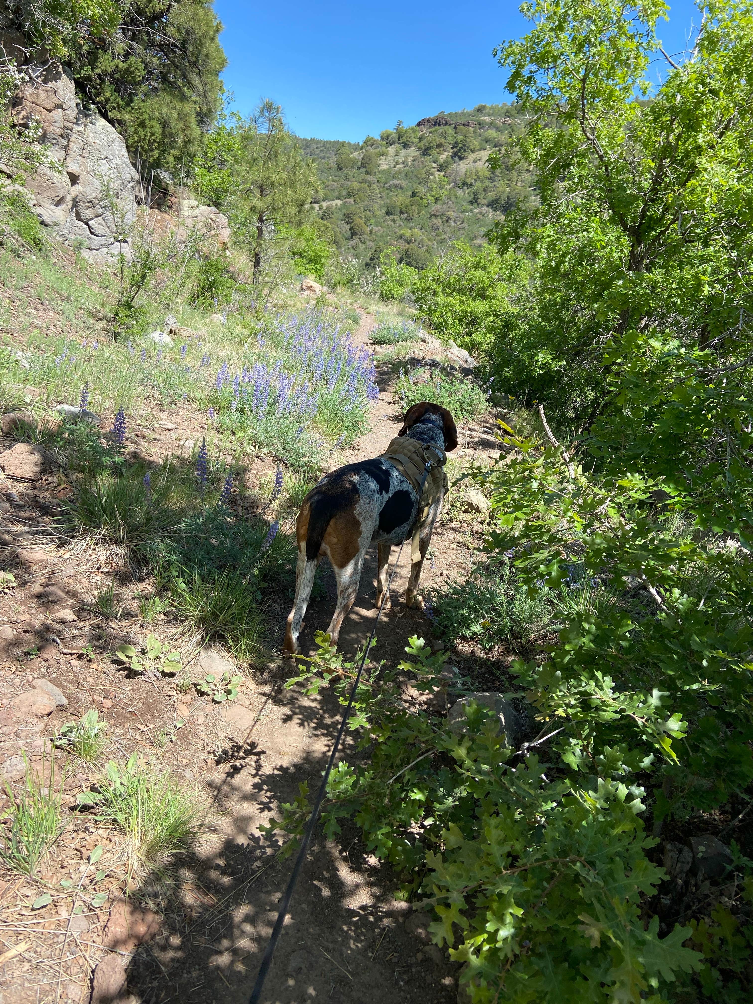 Justin M.'s photo of camping with pets at Potato Patch Campground near Prescott National Forest