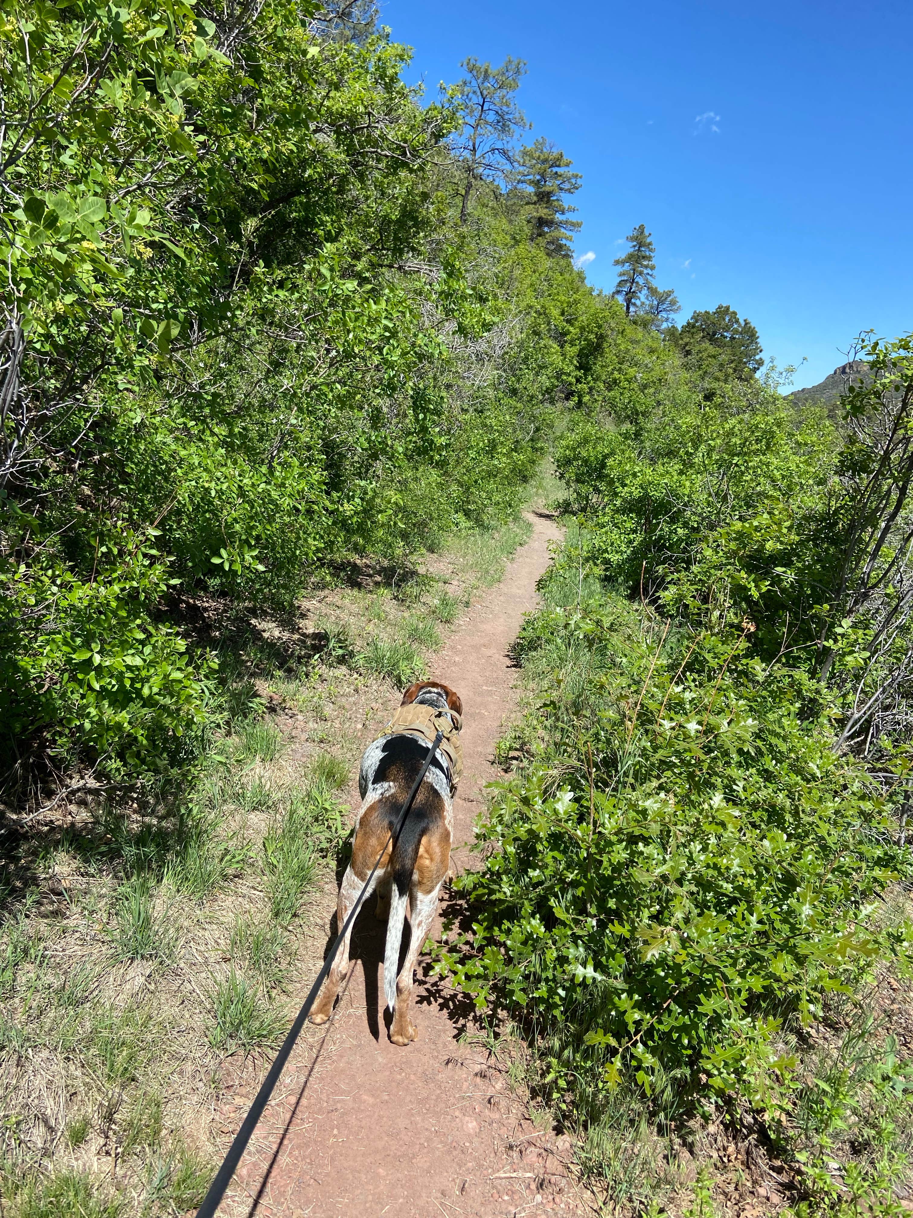 Justin M.'s photo of camping with pets at Potato Patch Campground near Prescott Valley, AZ
