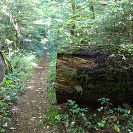 Trail headed off from main campground. Not sure where it goes, but the mile+ we did was great!!! Lots of big trees!!!