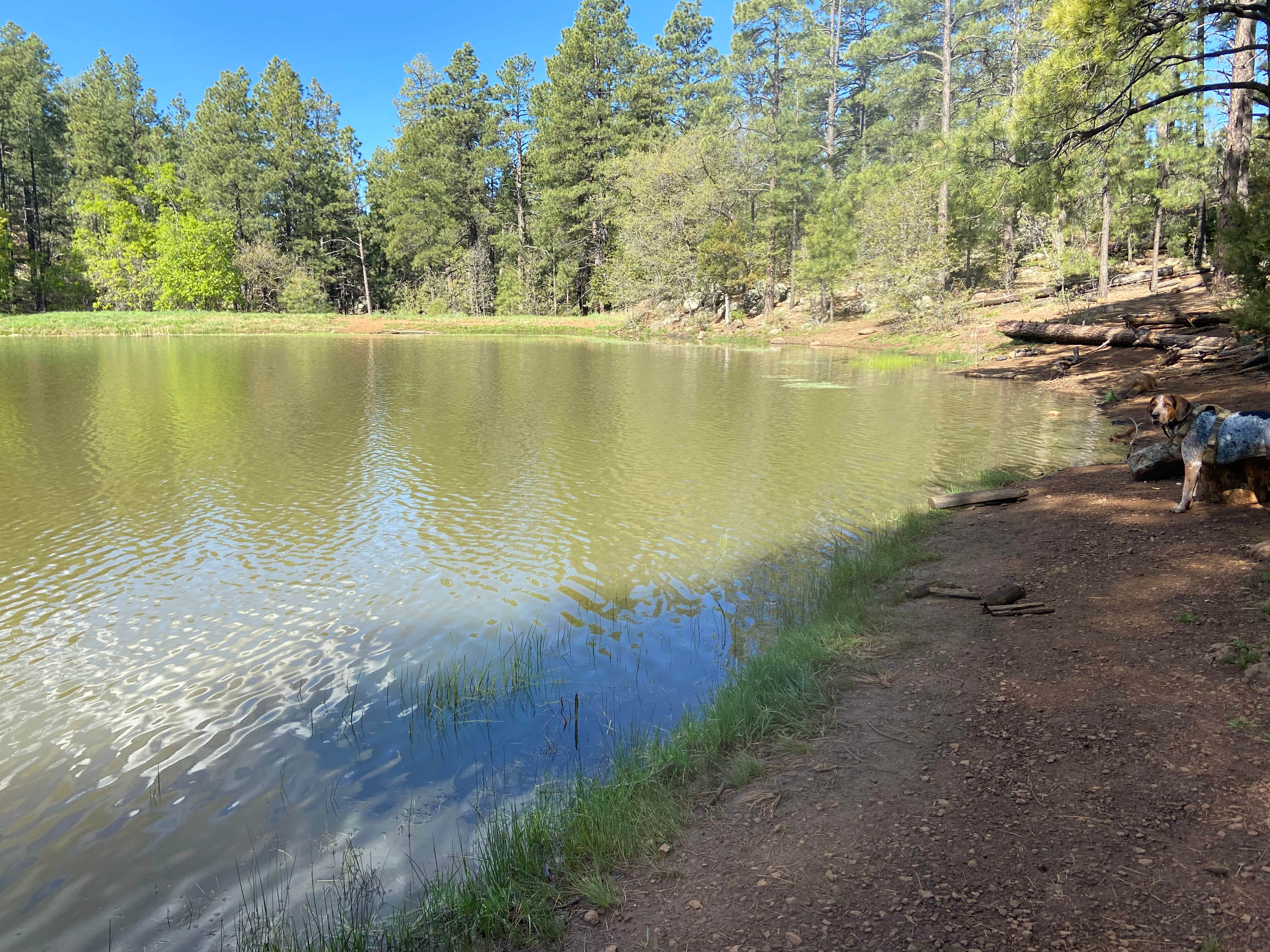 Justin M.'s photo of camping with pets at Potato Patch Campground near Clarkdale, AZ