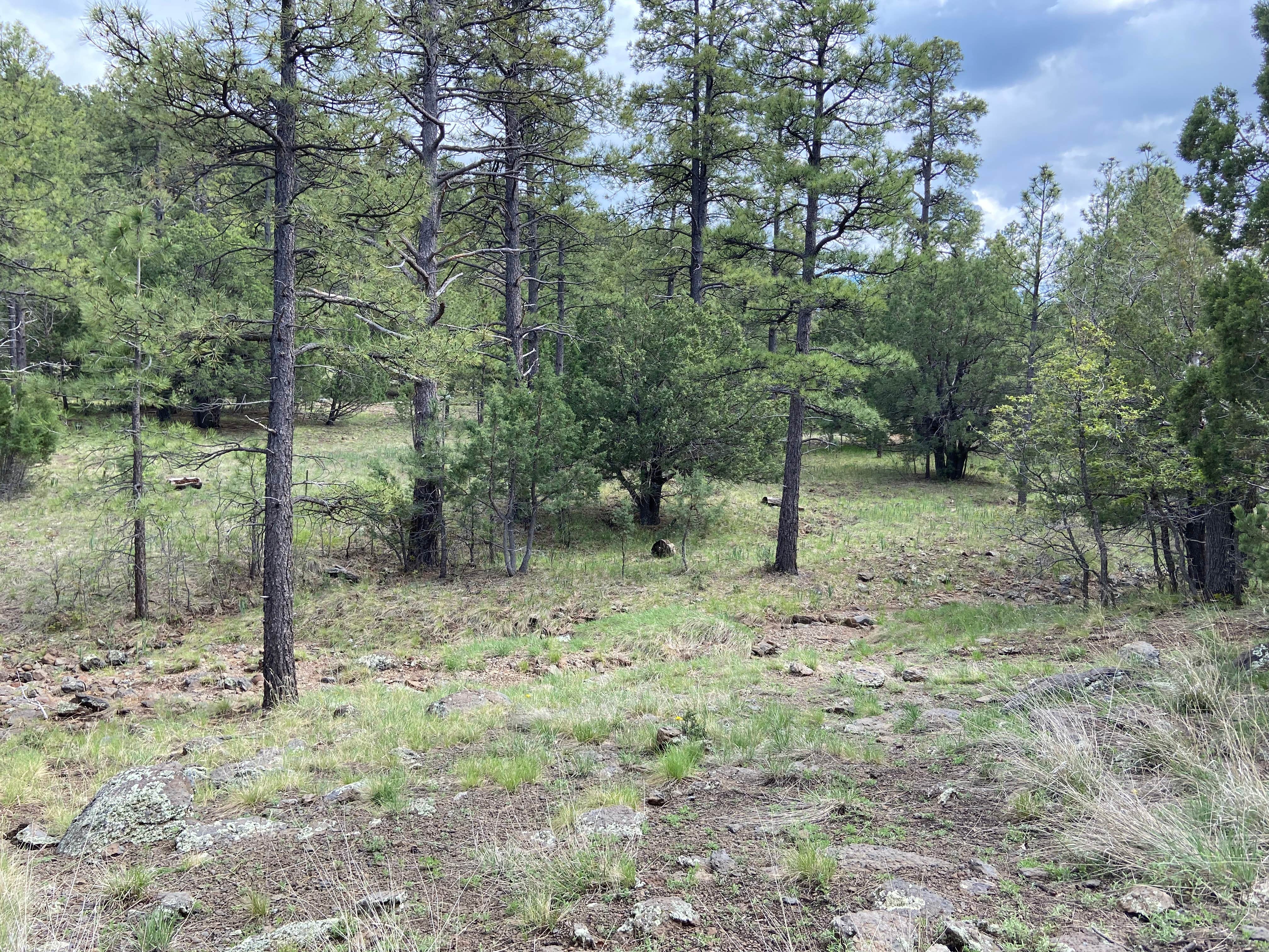 Justin M.'s photo of camping with pets at Potato Patch Campground near Cottonwood, AZ
