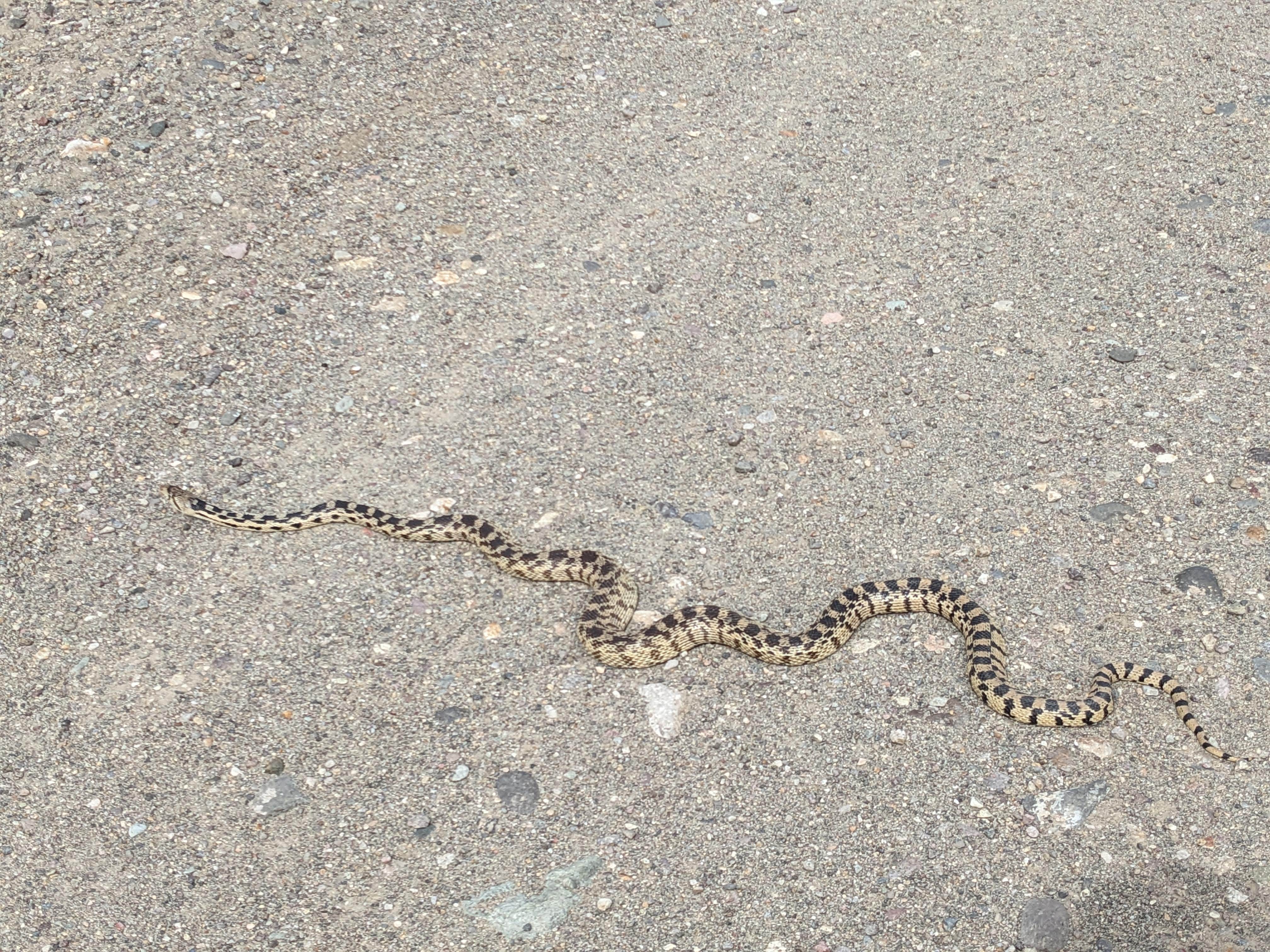 Camper-submitted photo at Popcorn Rock Beach / Pyramid Lake near Nixon, NV