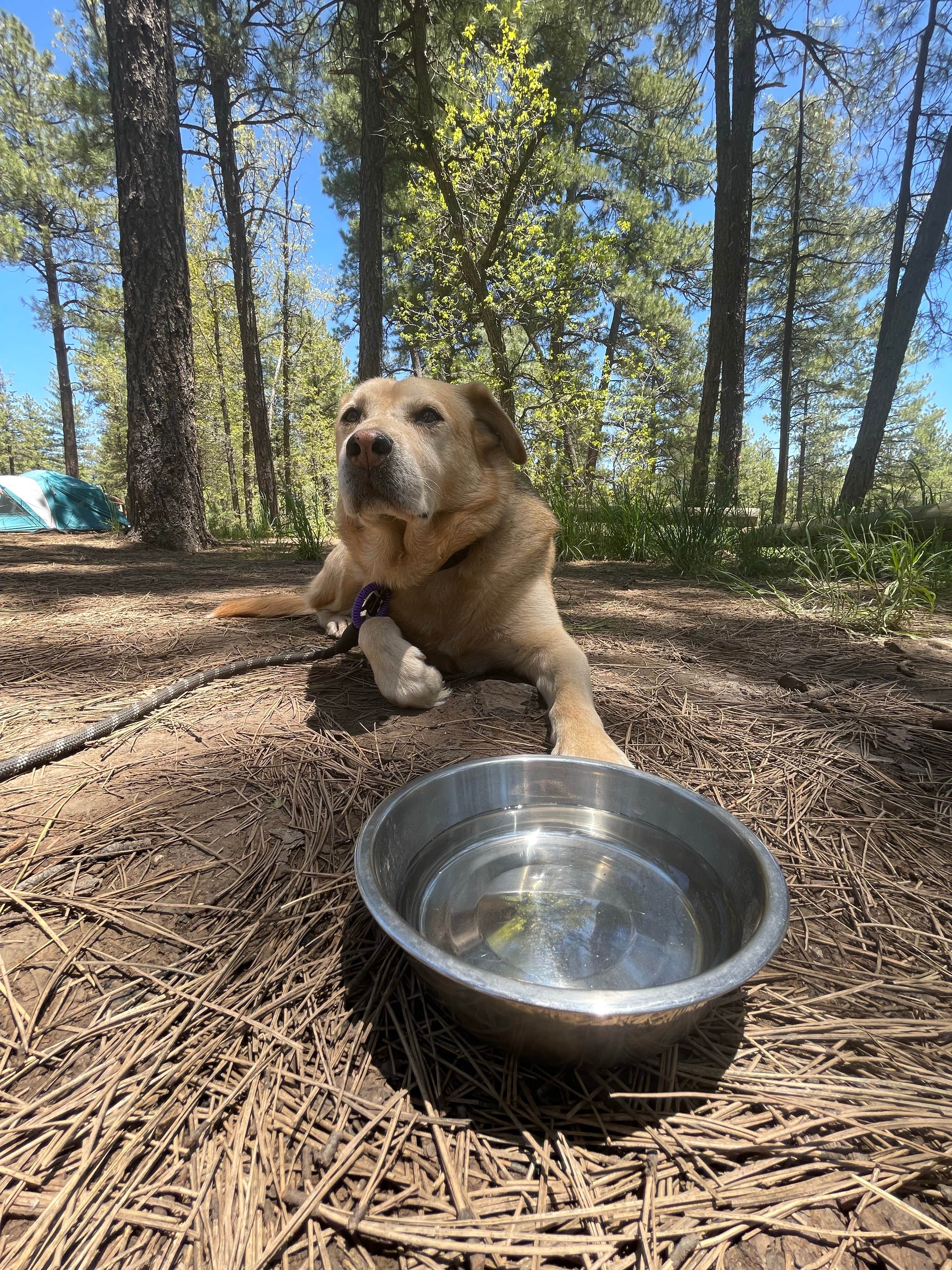 Katherine J.'s photo of a dispersed camping area at Pumphouse Wash (FR 237) Dispersed Camping Area near Williams, AZ